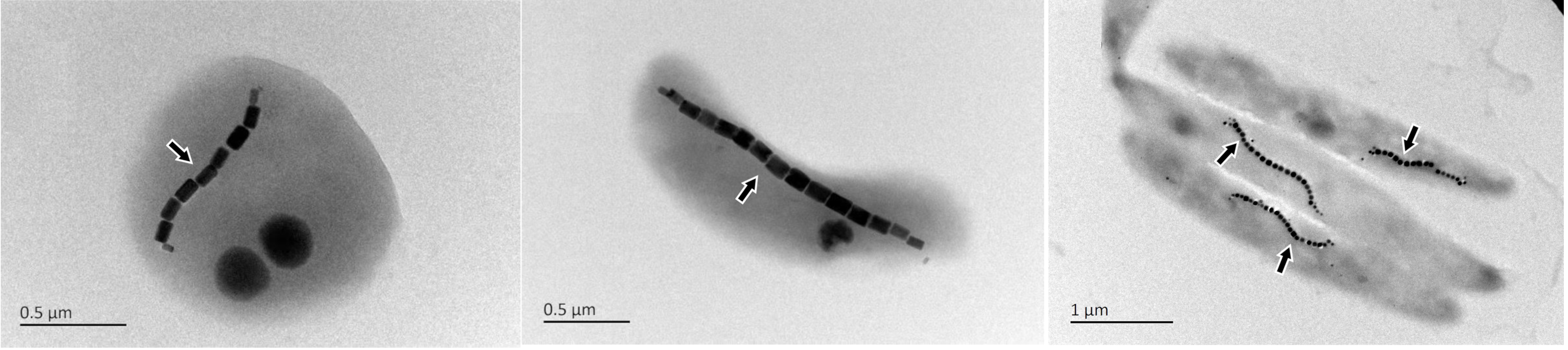 Transmission electron microscopy images of magnetotactic bacteria with varying morphology. The arrows point at magnetosome chains within the cells.