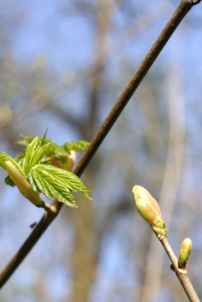 Budburst and leaf unfolding bud_leaves