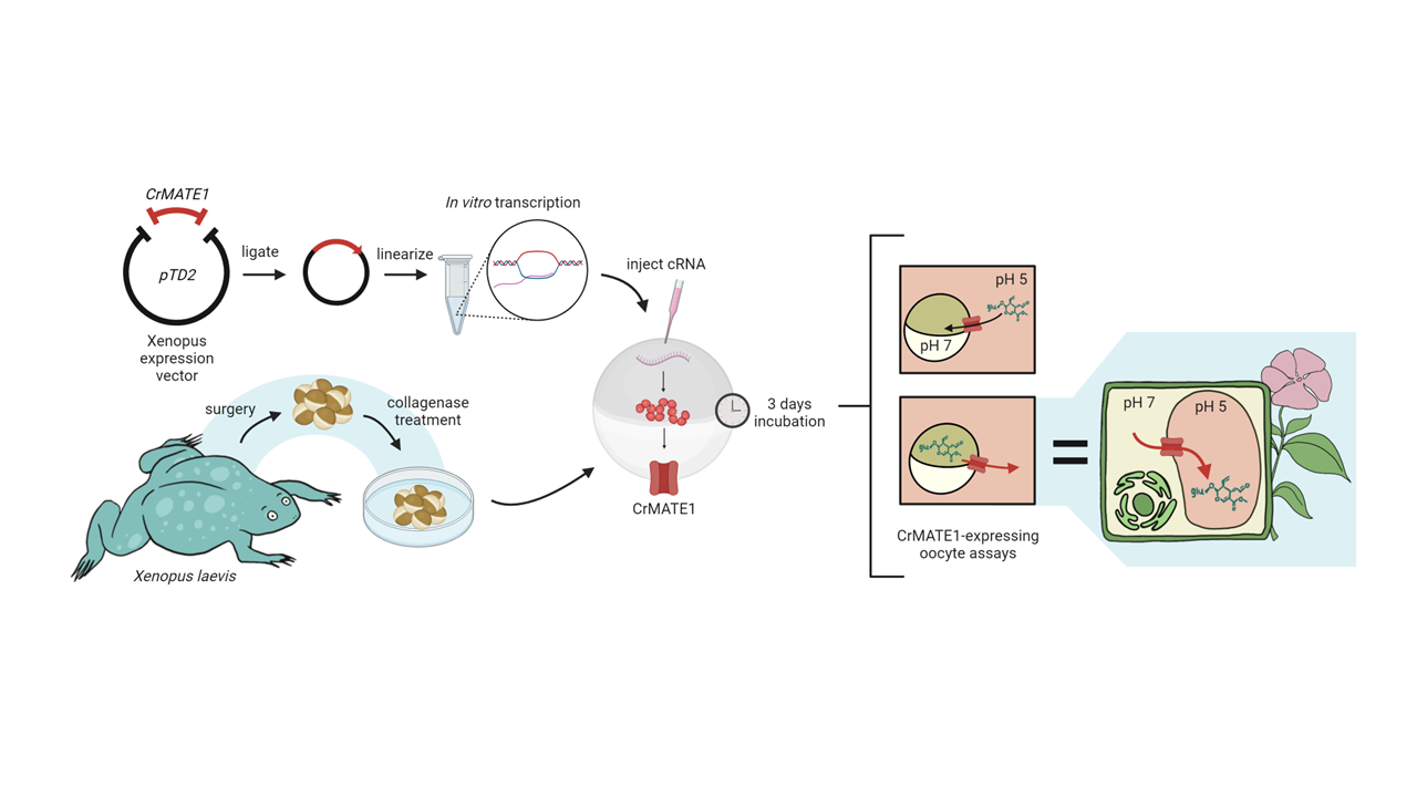 Workflow of the Xenopus laevis expression system