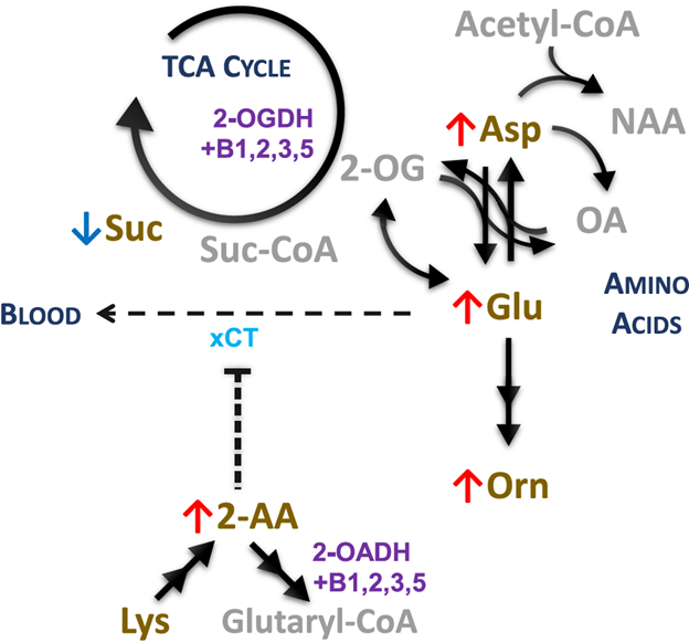 Fig. x1 Glutamate metabolism and related pathways altered in PD with cognitive impairment