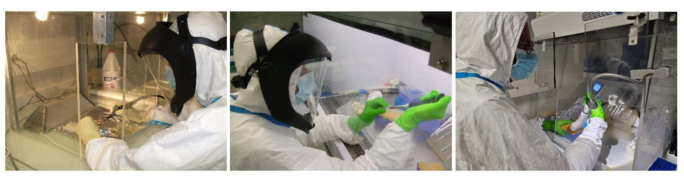 Paleogenomic analyses of the Buran Kaya III bones by Thierry Grange and Eva-Maria Geigl