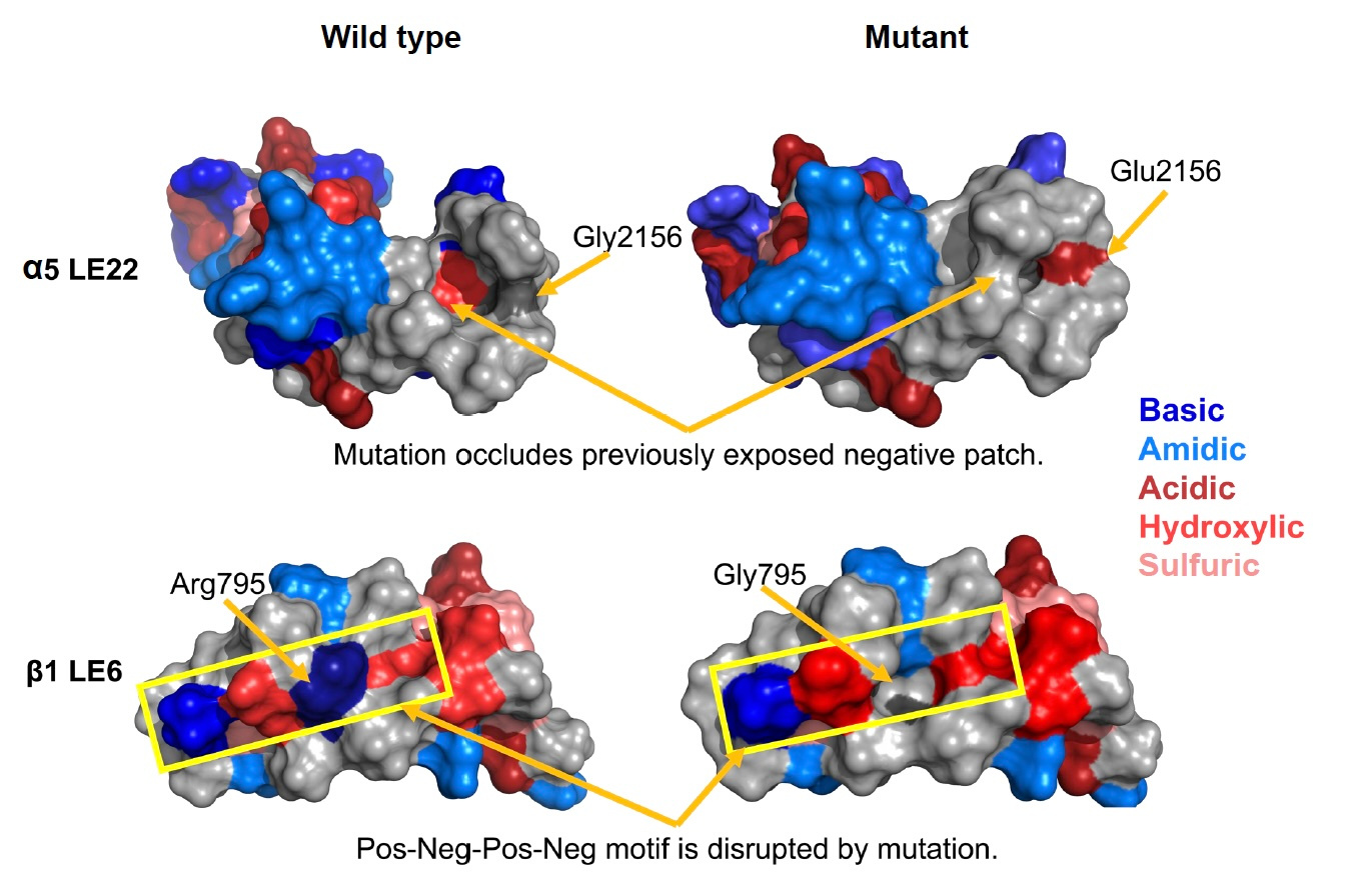 AlphaFold 2 AlphaFold 2