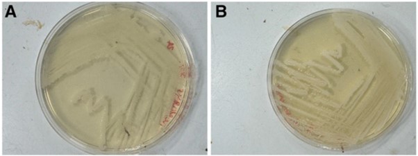 Petri dishes showing equal bacterial growth on each.