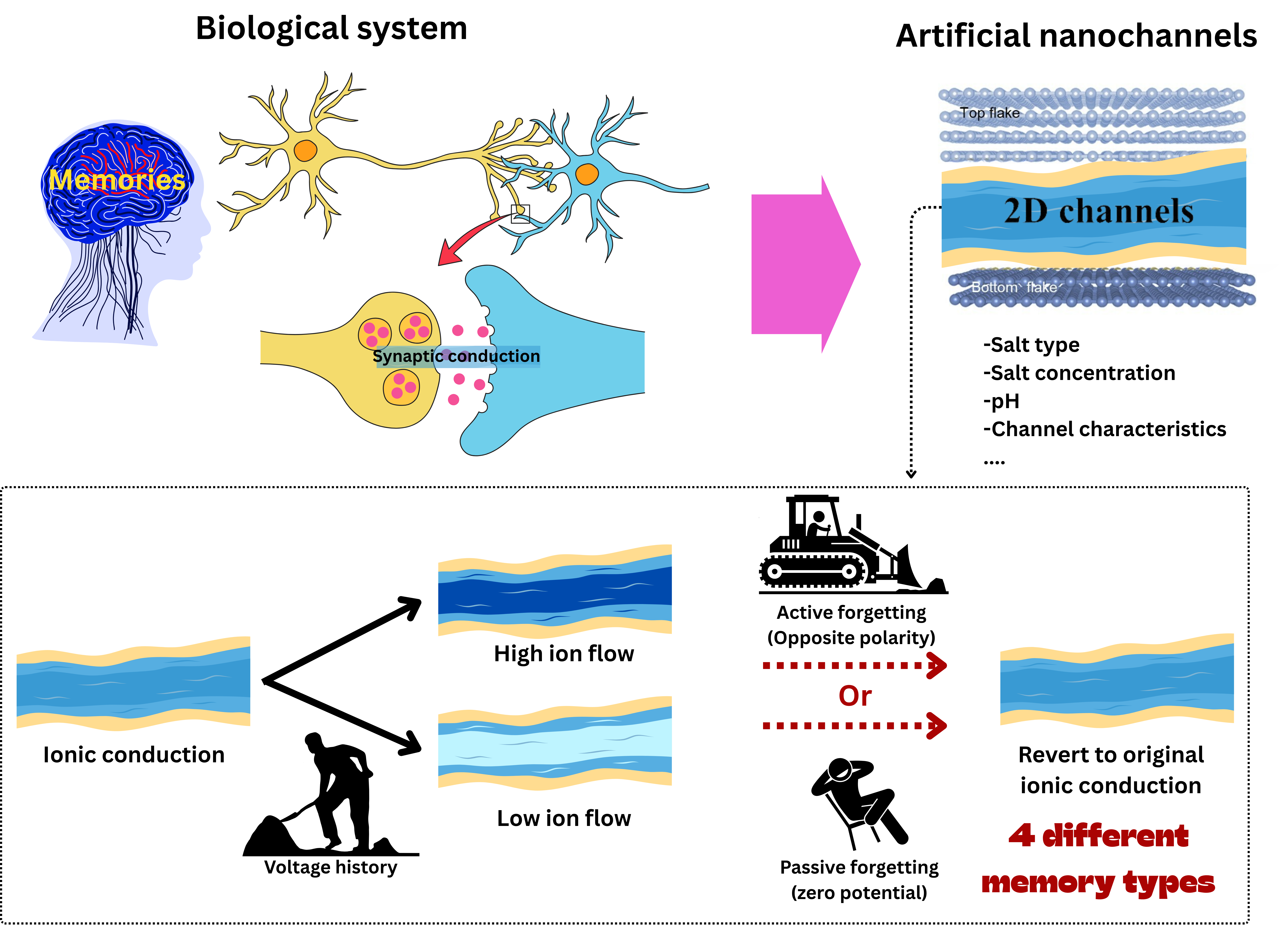 Figure 1: Schematic illustration of the development of nanofluidic channels to mimic the brain’s memory system and computing. The nanochannels, under various experimental conditions, can retain a memory of the applied voltage history, leading to either potentiation or depression of ionic conduction. This new state may persist for a long duration (long-term memory) or fade within a few minutes (short-term memory).