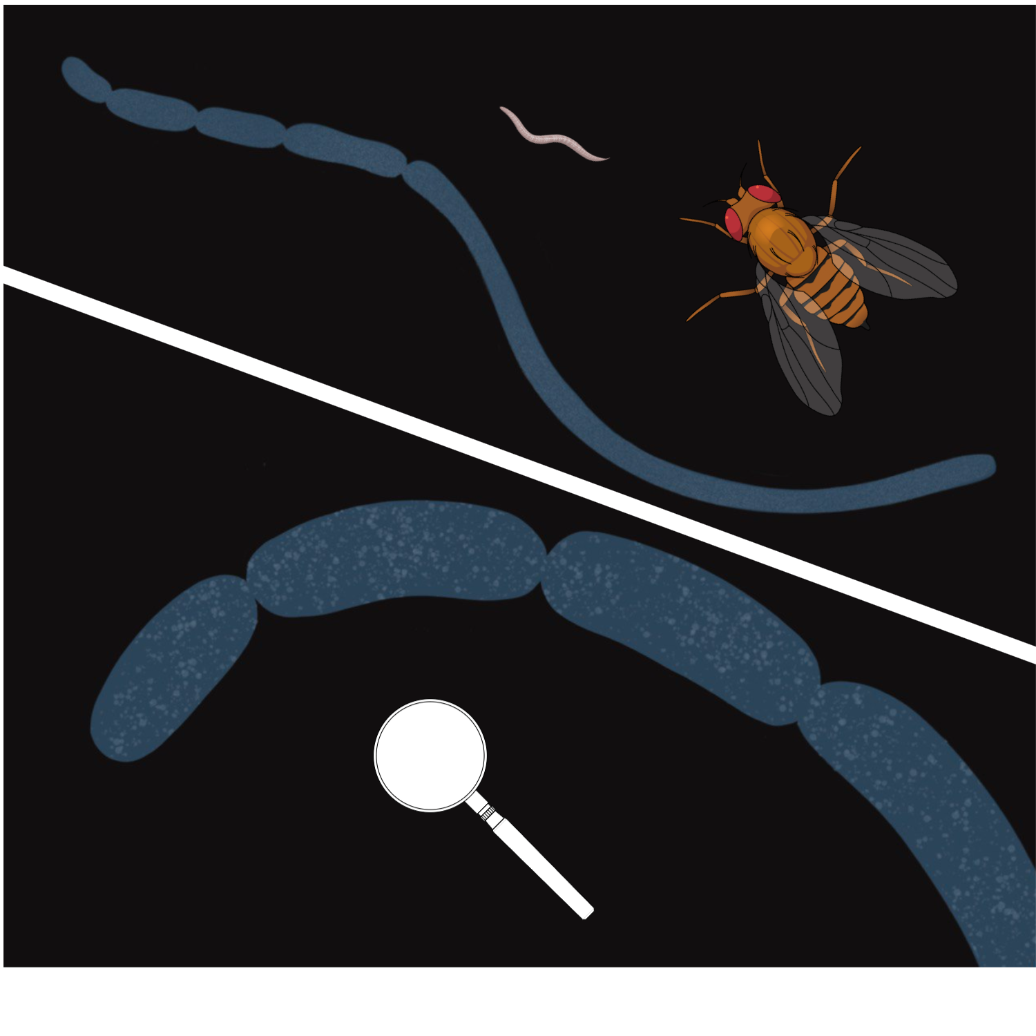 Thiomargarita magnifica