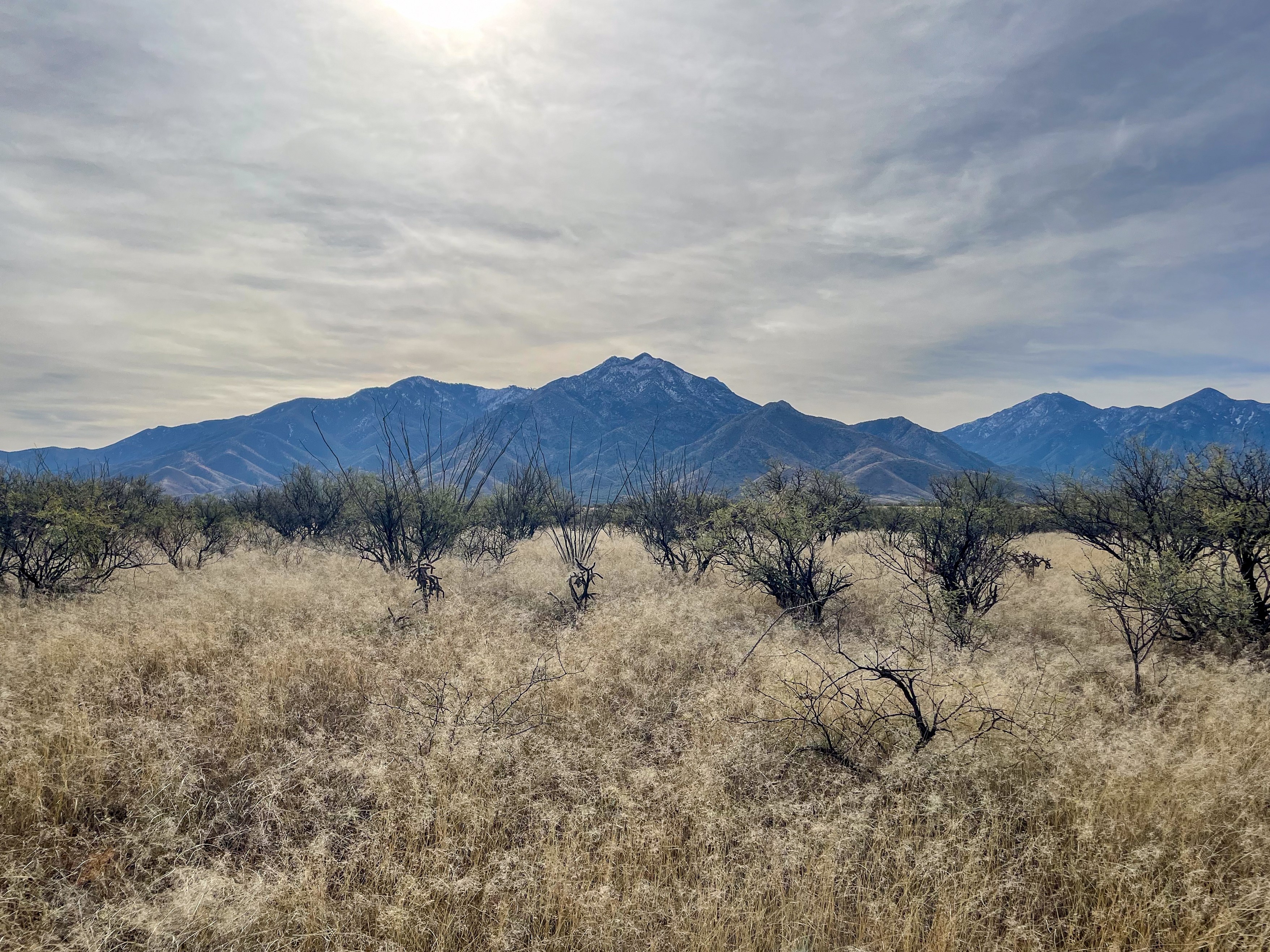 Landscape of Santa Rita Experimental Range in winter