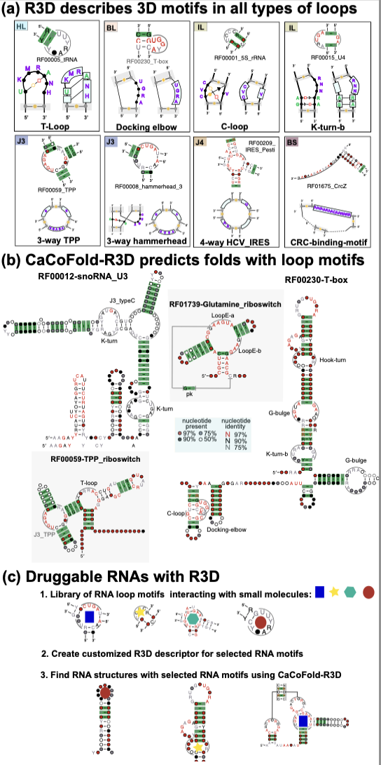 CaCoFold-R3D: prediction of RNA 3D motifs and RNA secondary structure framed by covariation information
