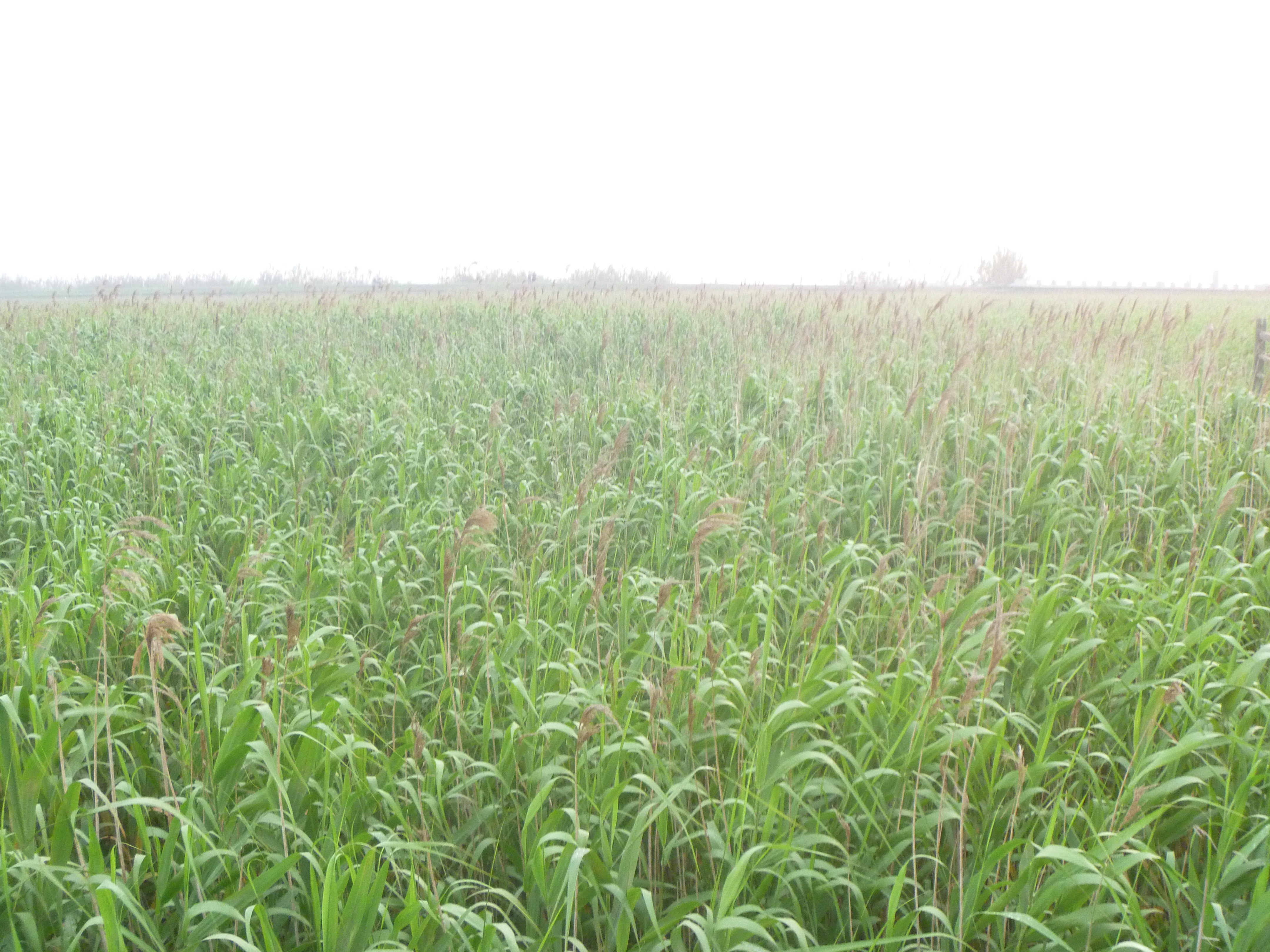 Chongming Island rice field