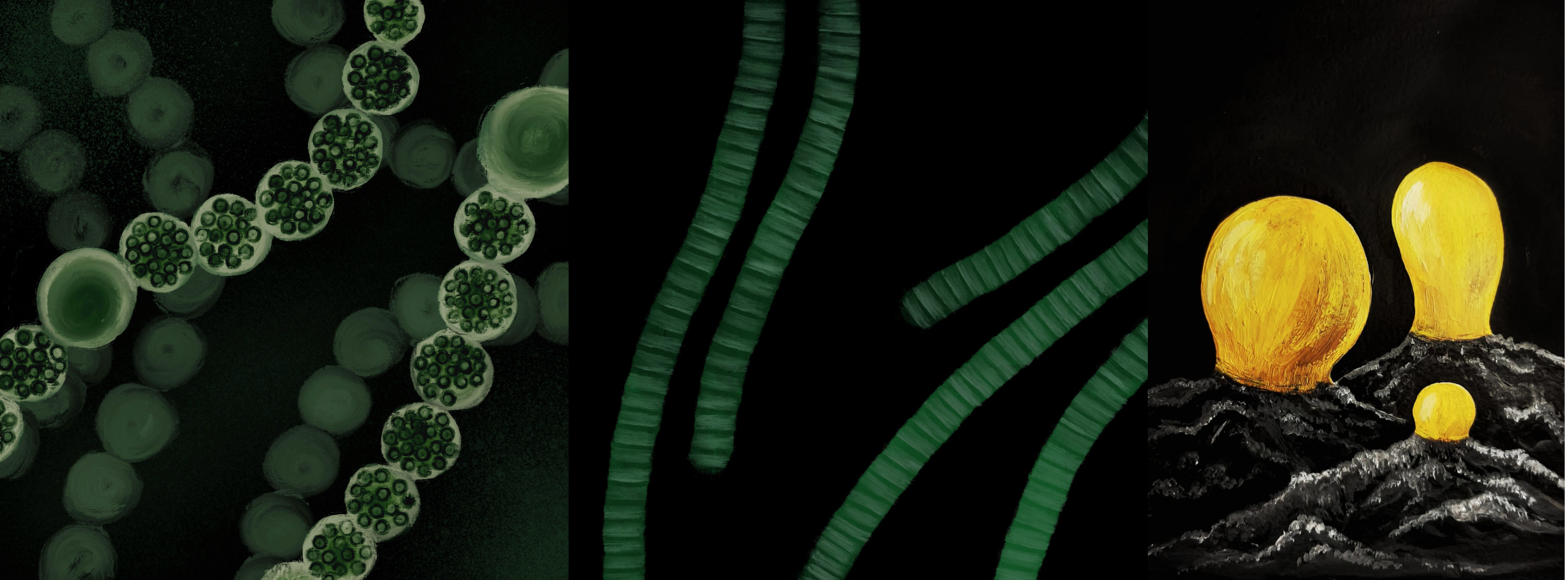 Multicellular bacteria