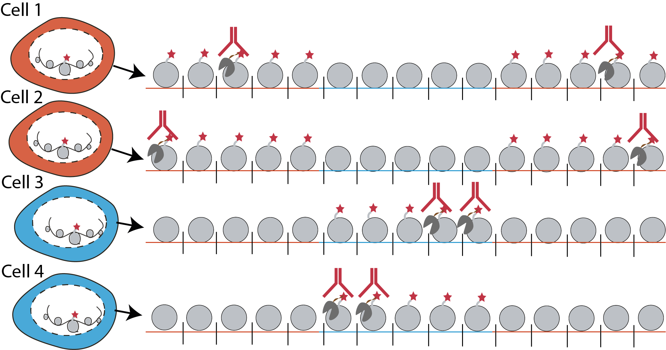 Schematic of sortChIC experiment