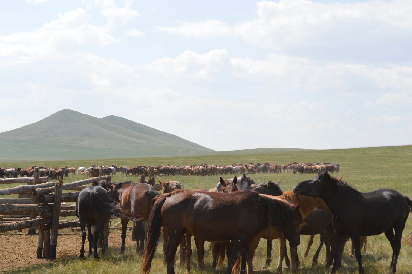 Horses on the Mongolian steppe, Khentii