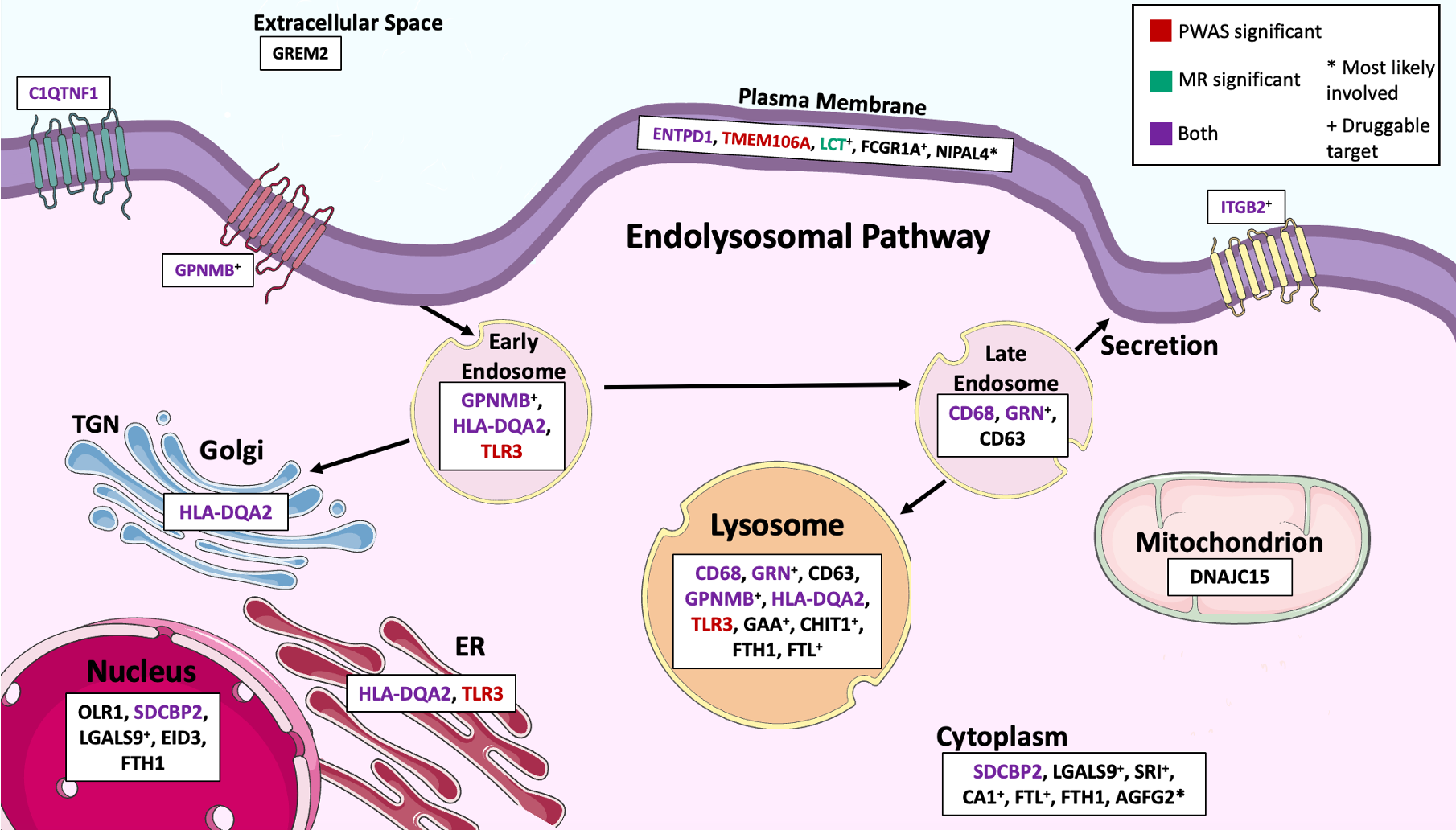 Cellular pathways. Pathway involvement of the 25 LRRK2 associated proteins in the endosome, Golgi apparatus, endoplasmic reticulum (ER), nucleus, mitochondrion, cytoplasm, plasma membrane, extracellular space, and lysosome. *Most likely involved. +Druggable protein target. Cell structure images are from Bioicons. Adapted from Fig. 3e of the article.