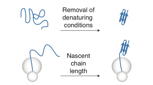 Protein Folding on and off the ribosome