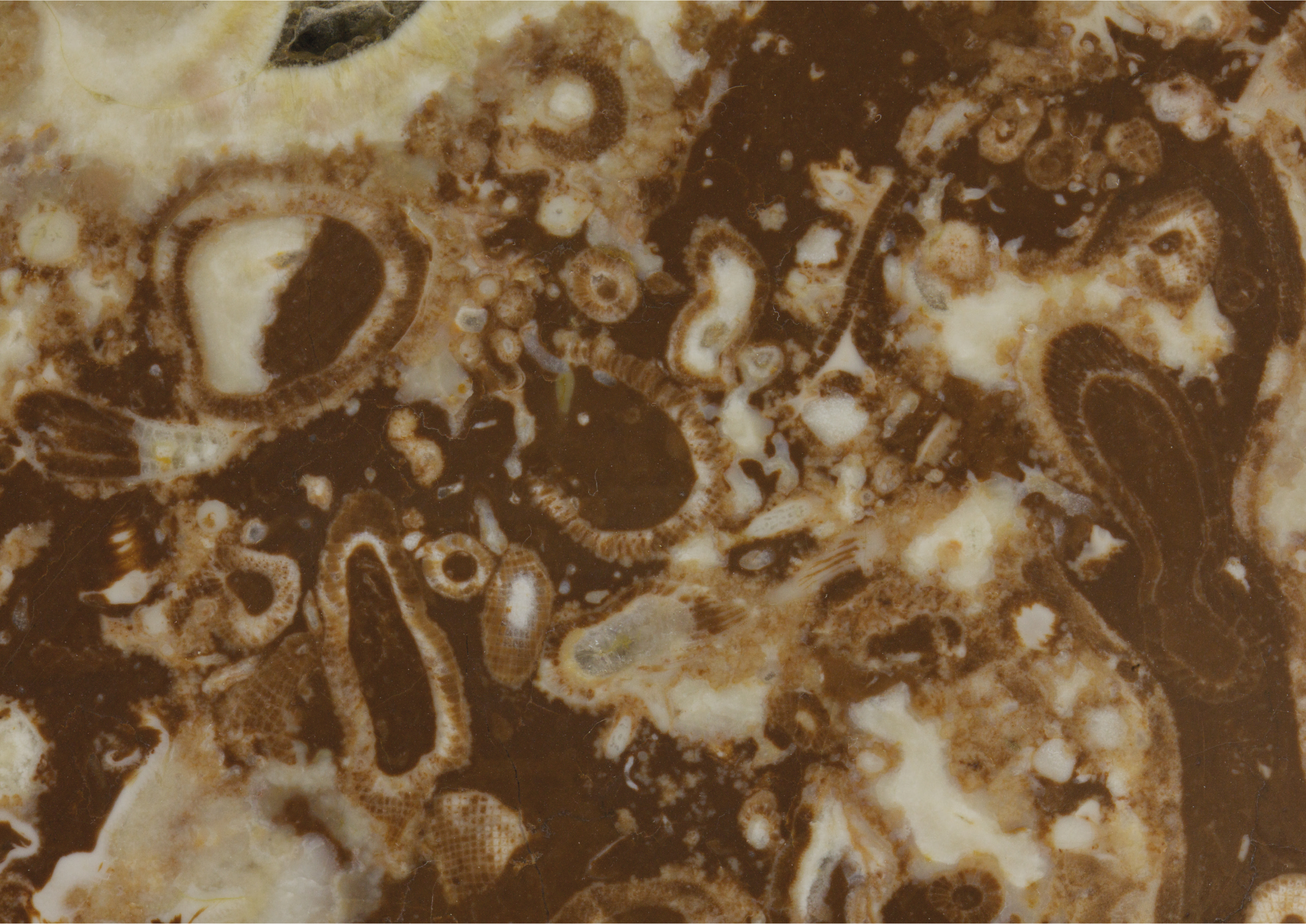 A polished slab recovered from the Oy-Muran reef of the Lena River showing cross-sections of archaeocyath individuals entombed within multiple phases of carbonate sediment and cement.