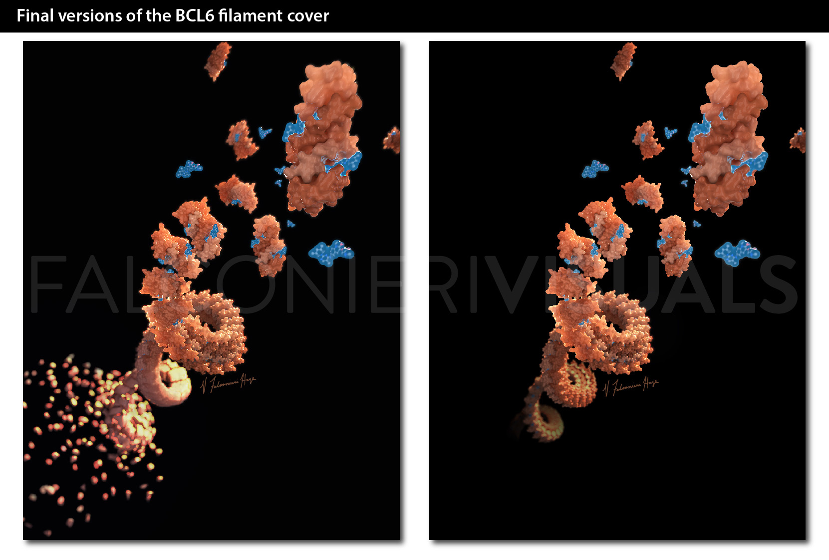 Final versions of the BCL6 filament cover Final versions of the BCL6 filament cover