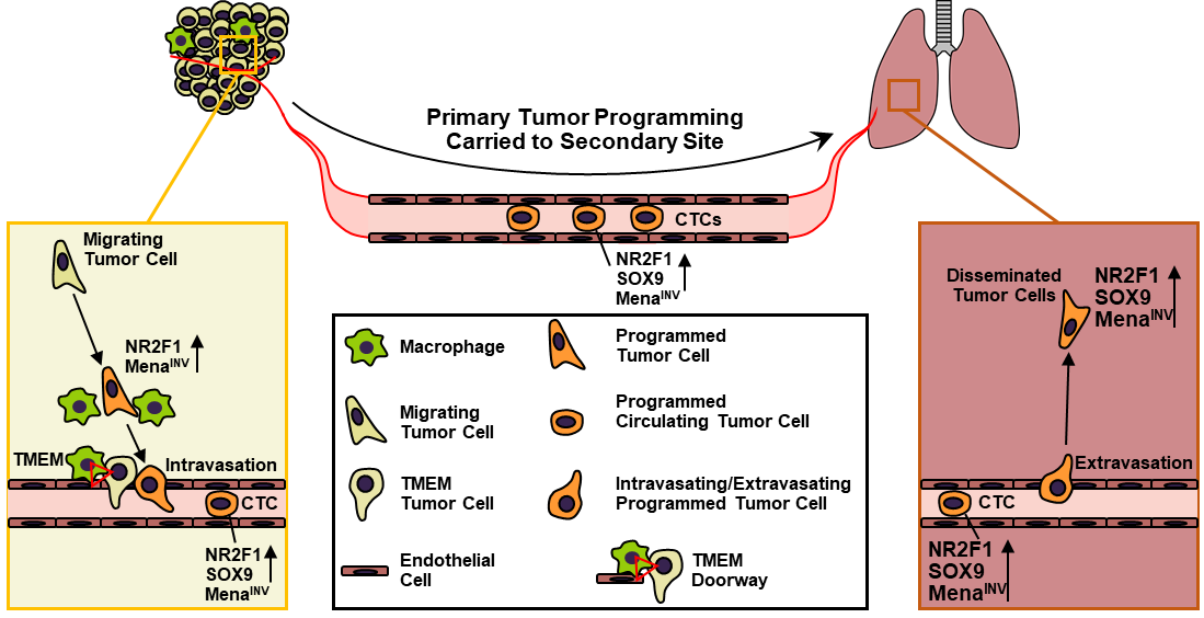 Model of the influence of the primary tumor on disseminating tumor cells
