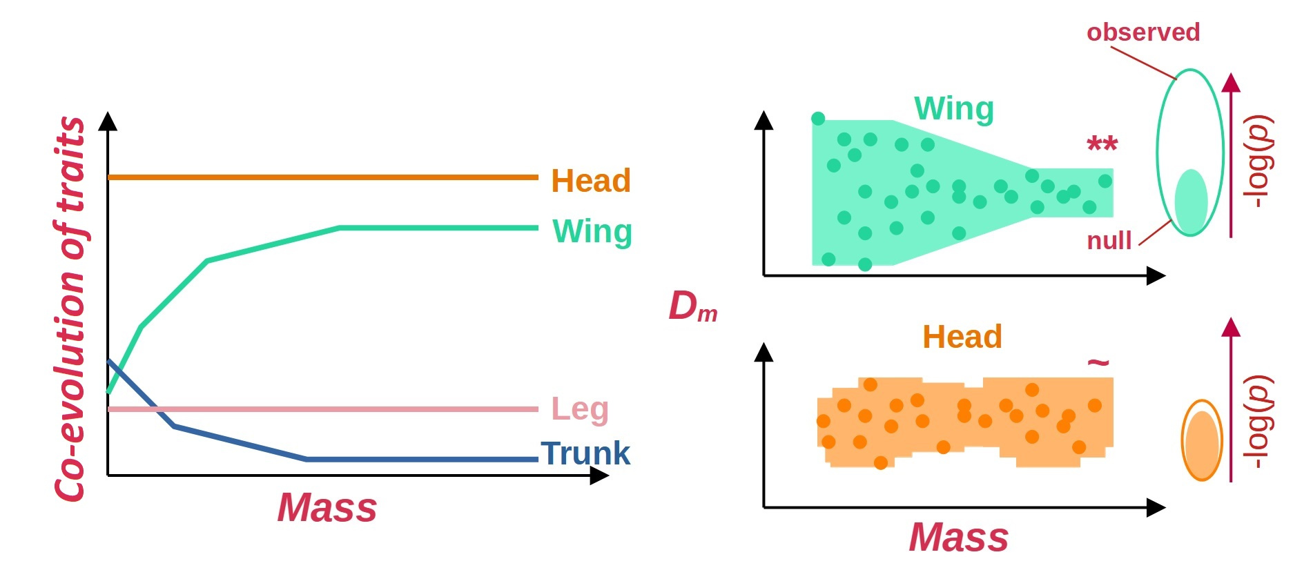 Left: We expect Method 1 to reveal increasingly allied evolution between wing bones in larger birds. Right: We expect Method 2 to demonstrate that smaller taxa (points) are scattered more widely from overall trends in associated evolution between traits (Dm in the wing. By contrast, there should be no pattern in the head. We expect observations (solid contour of righthand microplot) to show a characteristically different distribution to a simulated 'null' model of evolution (filled contour) when these patterns are significant.