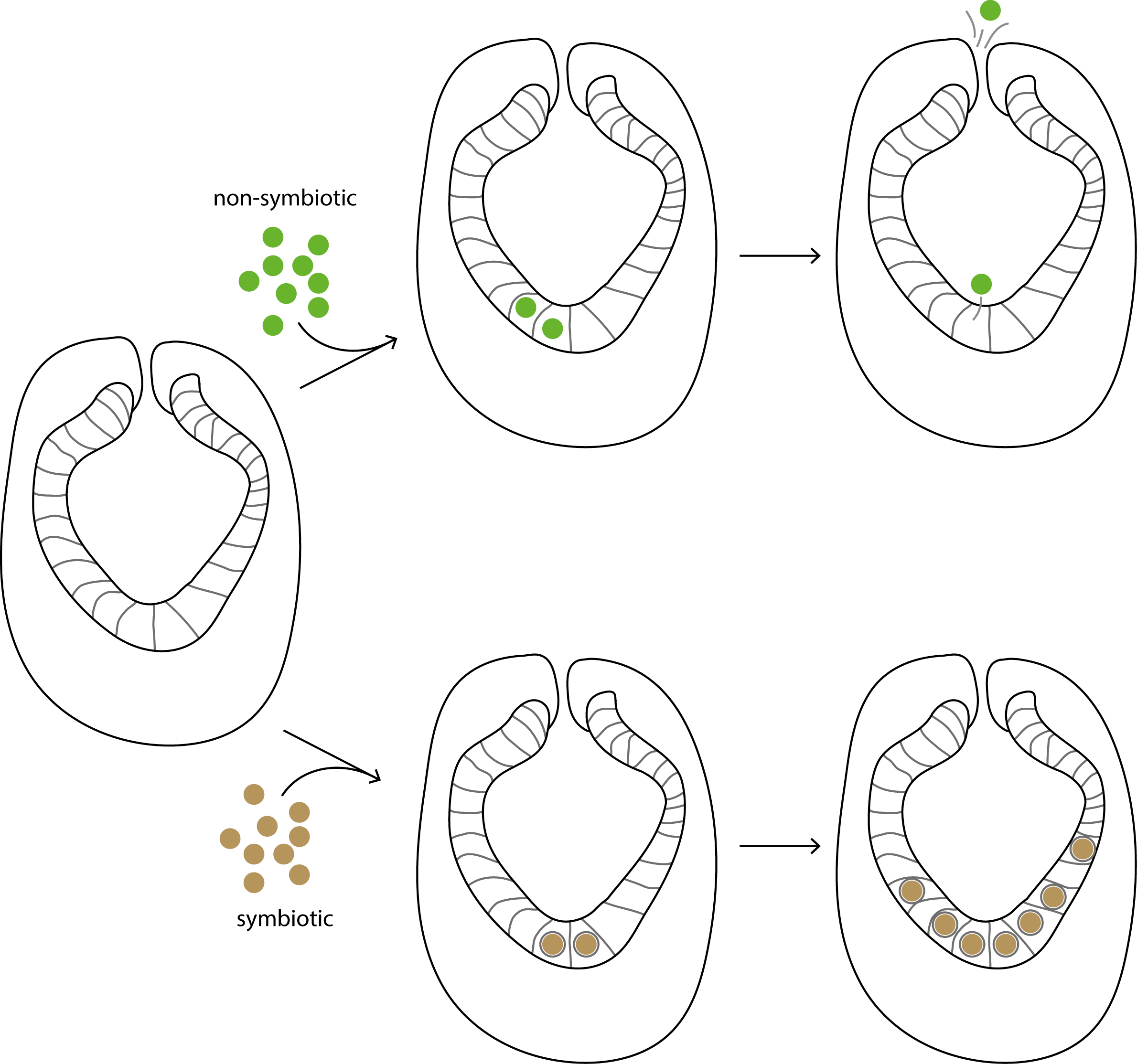 Schematic of vomocytosis vs symbiosis