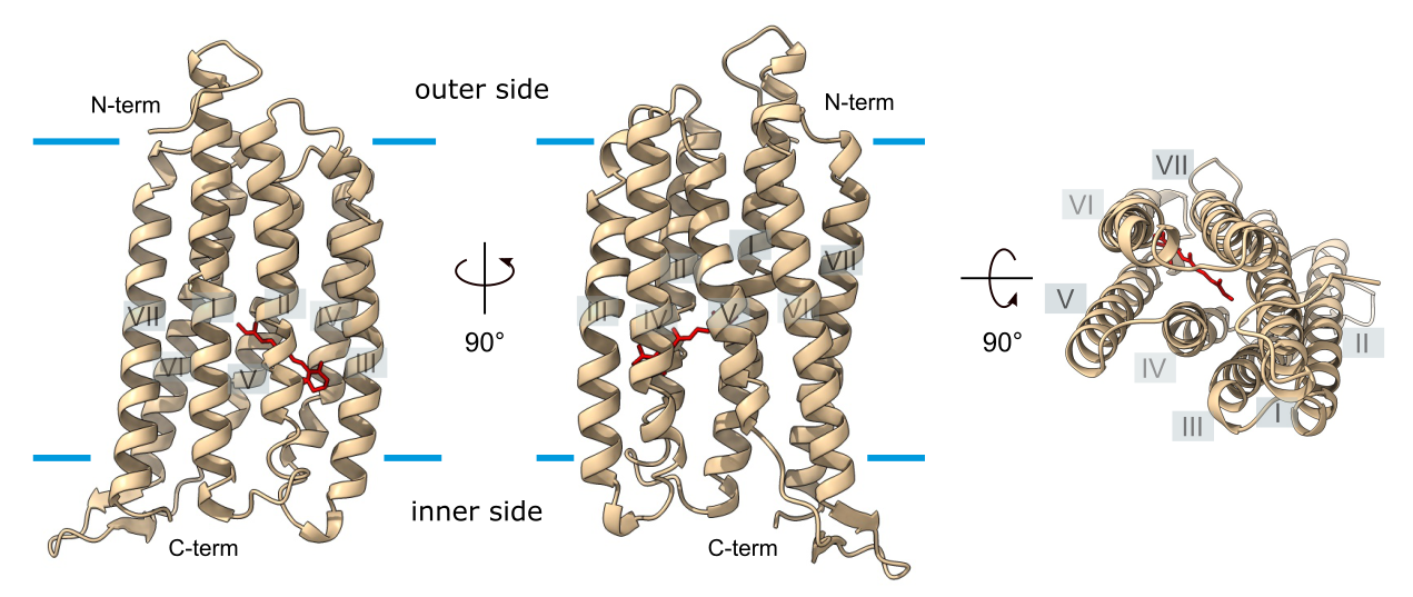 A 3D overview of Fragilariopsis cylindrus rhodopsin 1 (FcR1) in the membrane