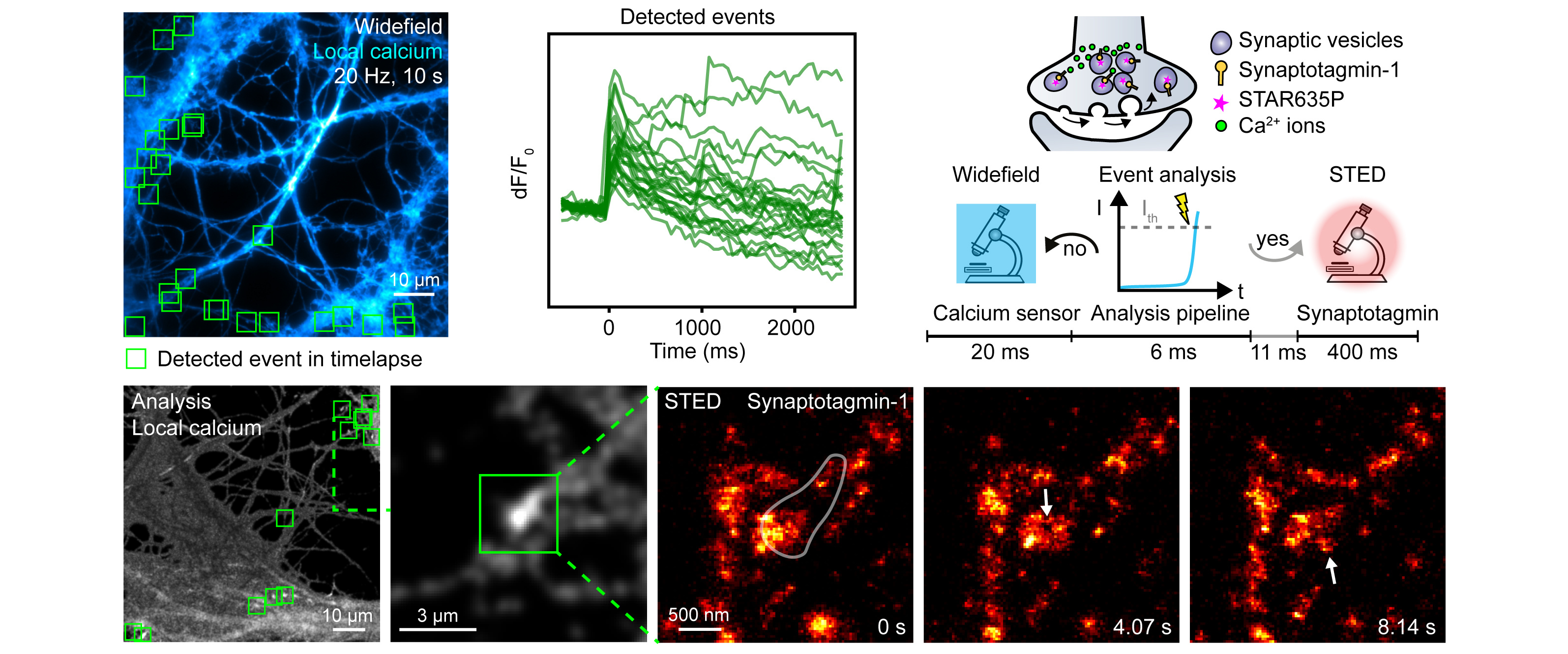 Synaptic vesicle dynamics imaged with etSTED