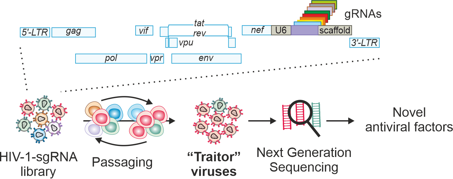 Fig. 1. Outline of the CRISPR/Cas9-based virus-guided discovery approach.