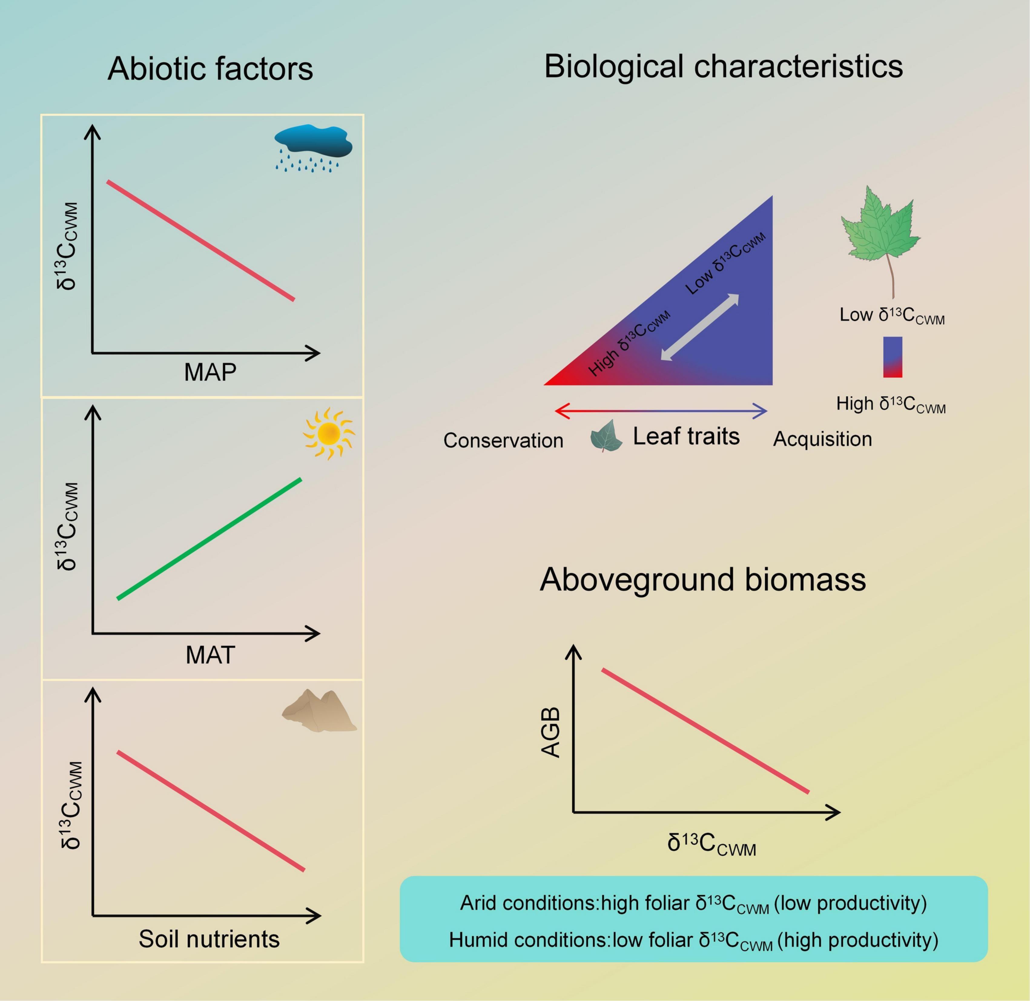 Schematic representation of how abiotic factors and biological characteristics affect foliar δ13CCWM and the relationships between foliar δ13CCWM values and AGB.
