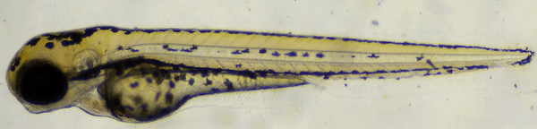 A 3 day old zebrafish larva