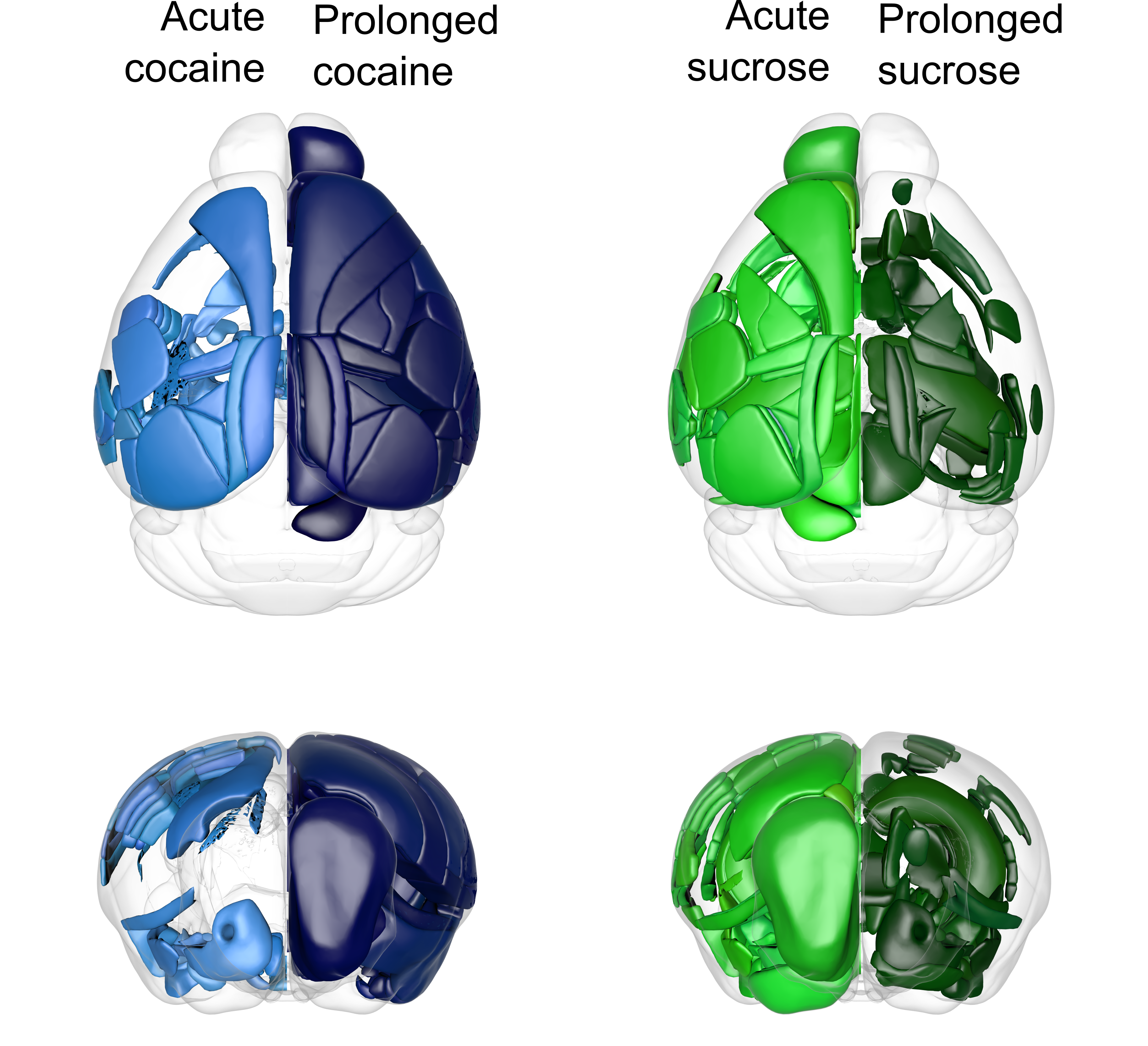 Fig.1: Patterns of mouse brain activation by cocaine (blue) or sucrose (green) exposure. Light colors correspond to acute exposure and dark to prolonged one. 