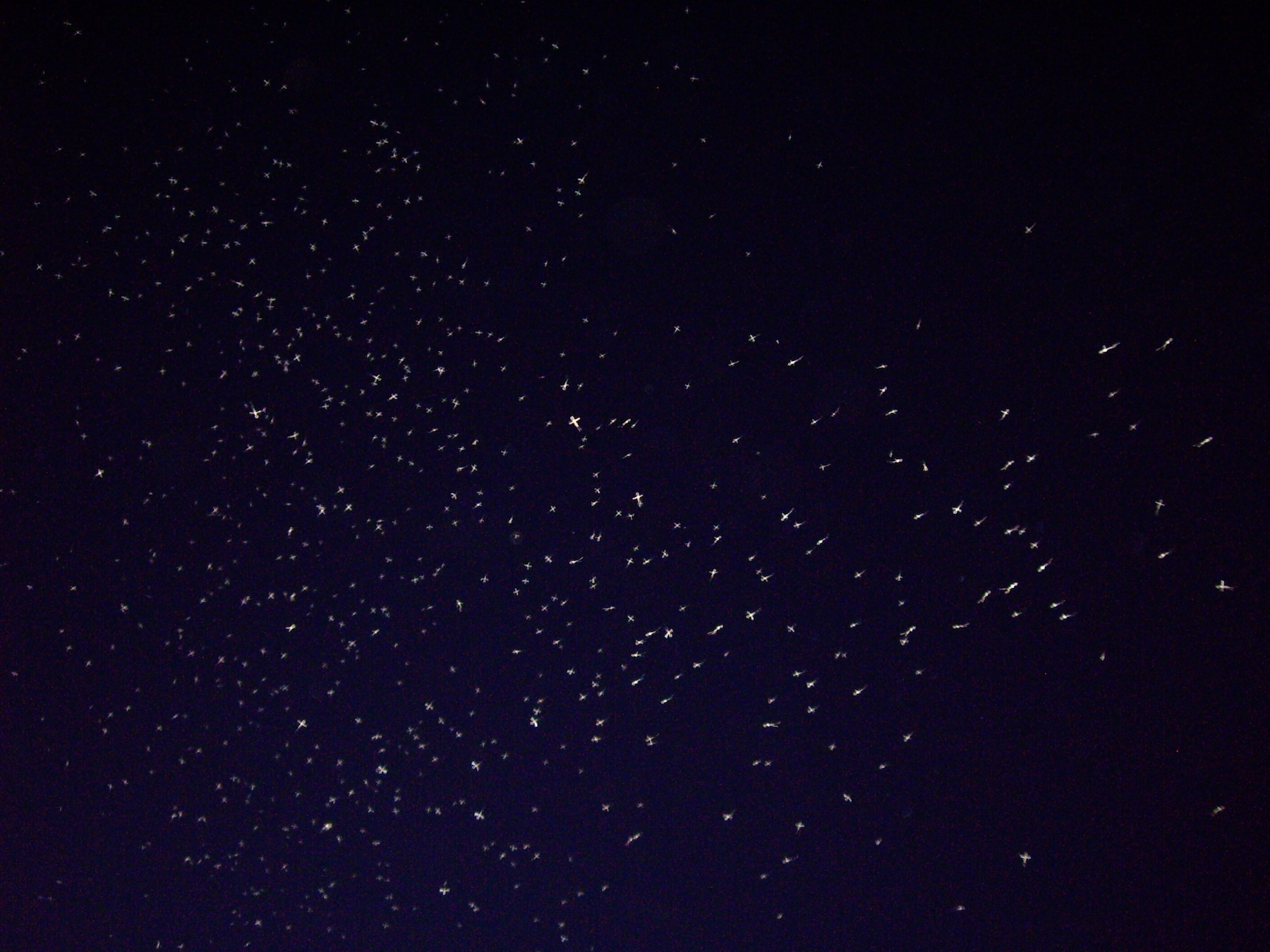 An Anopheles coluzzii swarm, where each speck of light represents a mosquito, in the Vallée du Kou, Burkina Faso. Photo by W. Robert Shaw.