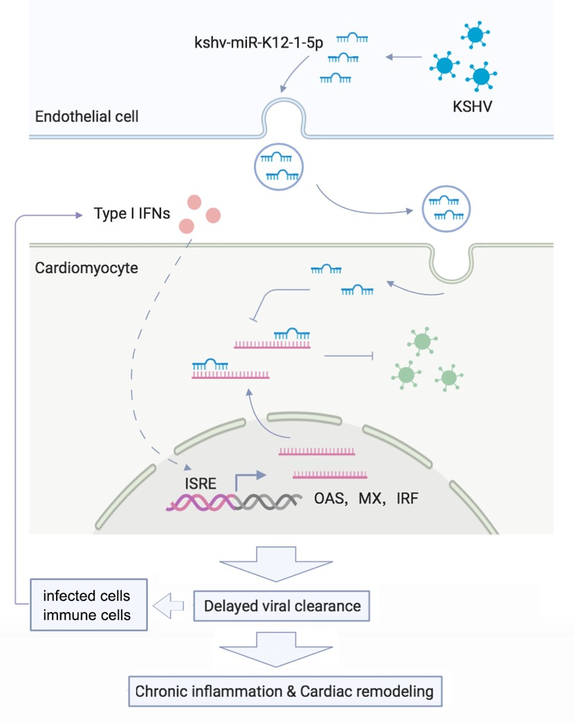 Figure 1. A Kaposi’s sarcoma-associated herpes virus-encoded microRNA contributes to dilated cardiomyopathy.