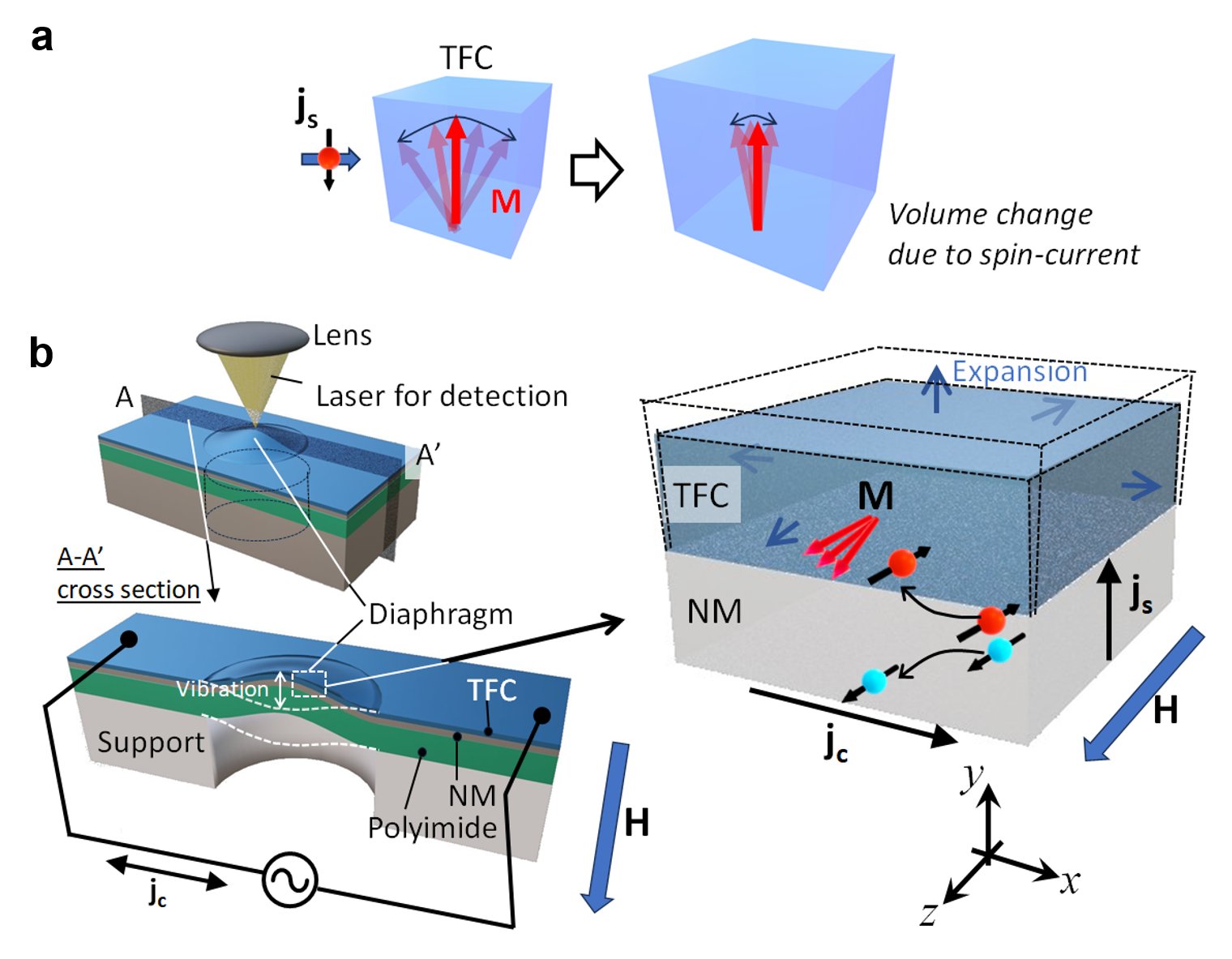  Working principle and experimental method using the diaphragm actuator structures for evaluating the actuation performance of spin-current volume effect (SVE). a. A positive volumetric magnetostriction TbFeCo (TFC) film expands due to the reduction of spin fluctuations caused by the spin transfer torque under an external magnetic field. b. A schematic illustration of experimental setup using the TFC/NM/Polyimide diaphragm actuated by SVE. H, M, jc, and js denote the magnetic field, the magnetization of the TFC film, the charge current, and the spin-current. The volume of the TFC film can be modulated by the spin transfer torque via spin-current injection. Here, an electron with its spin (magnetic moment) antiparallel (parallel) to the magnetization M is injected into the TFC film. Thus, an alternating charge current flow in the TFC/NM films induces mechanical vibration in the diaphragm. The right-side figure shows the schematic when Pt is used as the NM layer.