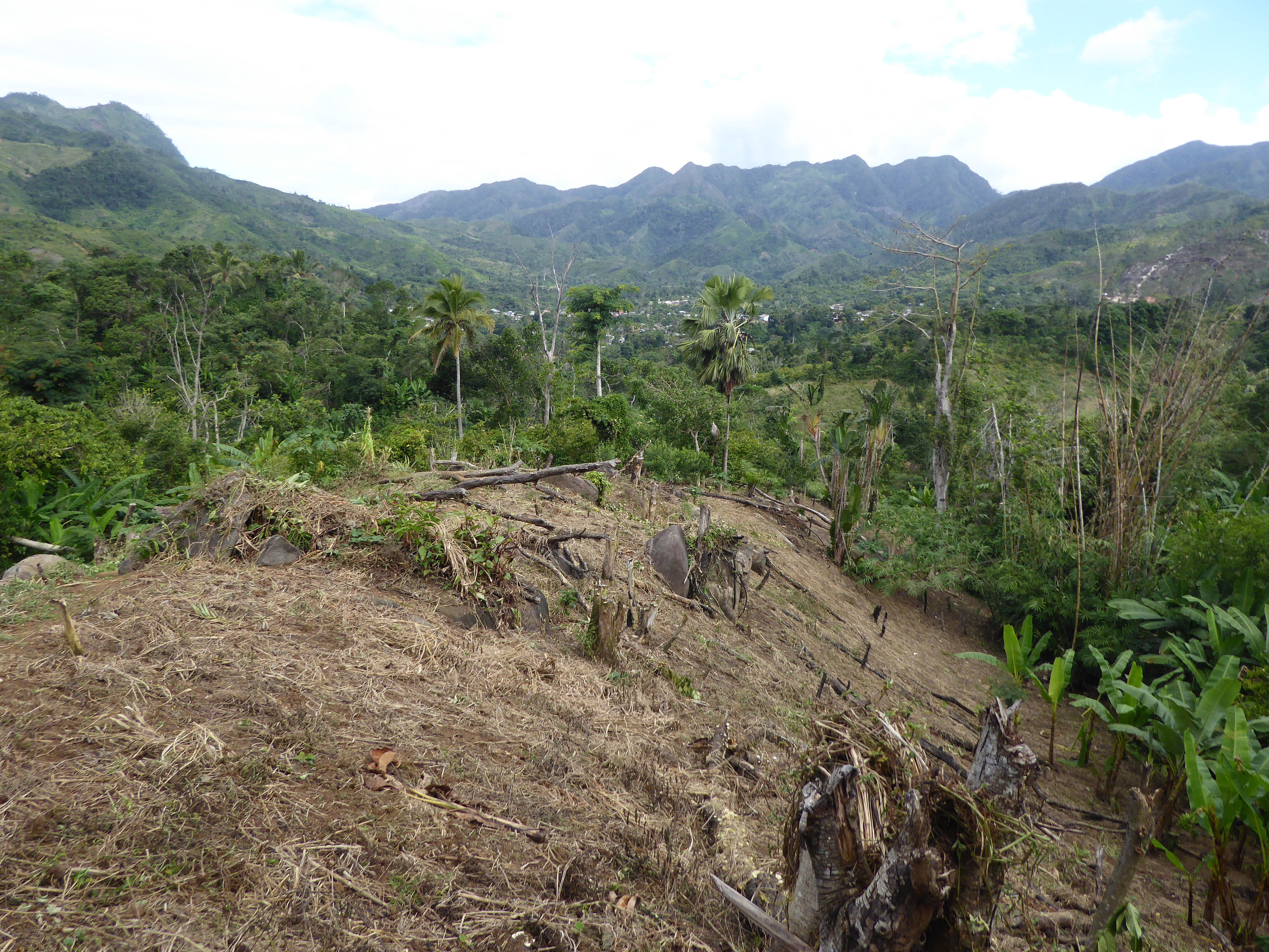 A field that has been slashed and burned for crop cultivation. After a period of crop cultivation, the field is left fallow to regain soil fertility. The establishment of vanilla agroforests on fallow land results in a gain of biodiversity. Because of the high profit of vanilla production, vanilla agroforests are less likely to be transformed into other land uses, thus creating an opportunity for biodiversity to thrive.