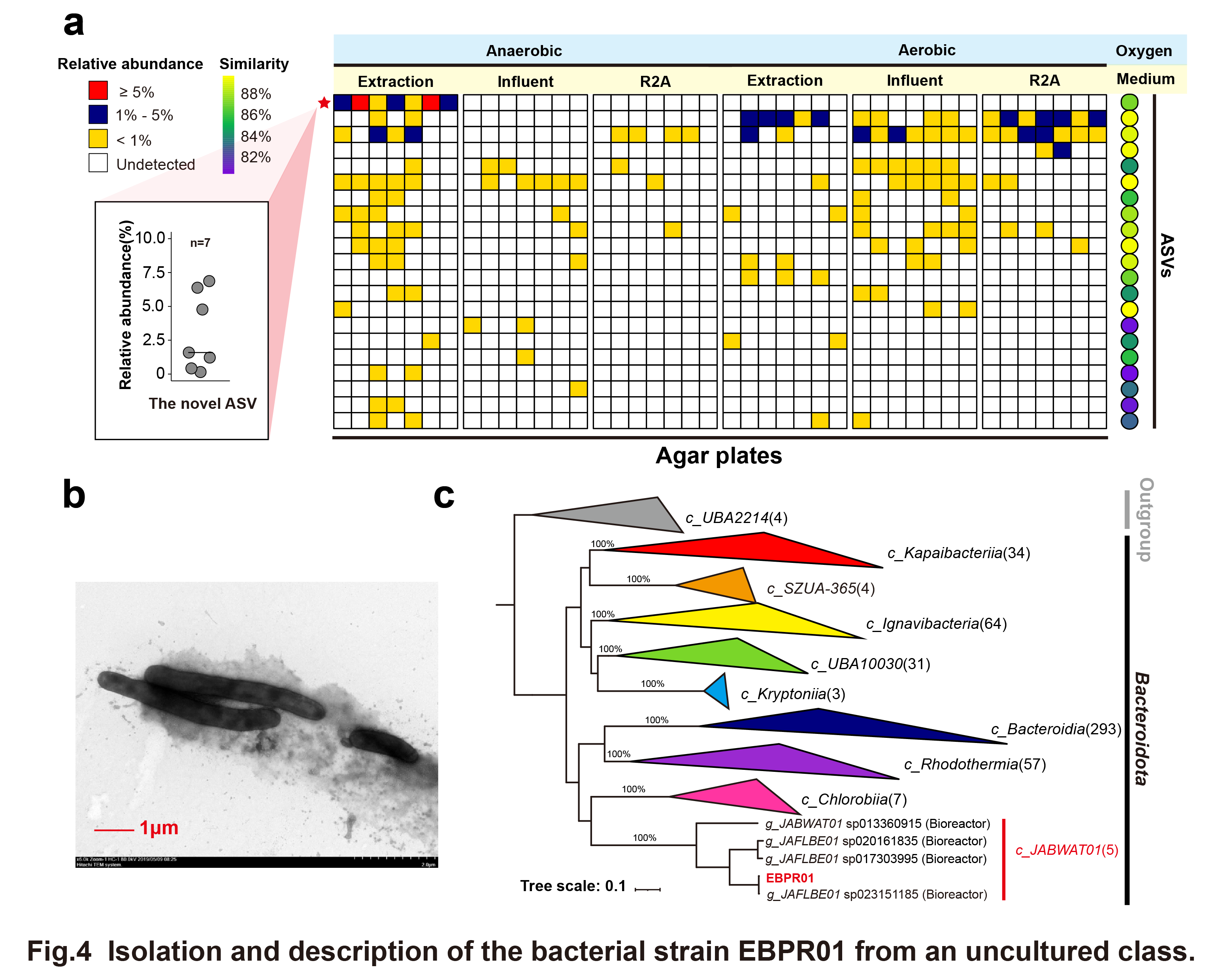 Isolation and description of the bacterial strain EBPR01 from an uncultured class