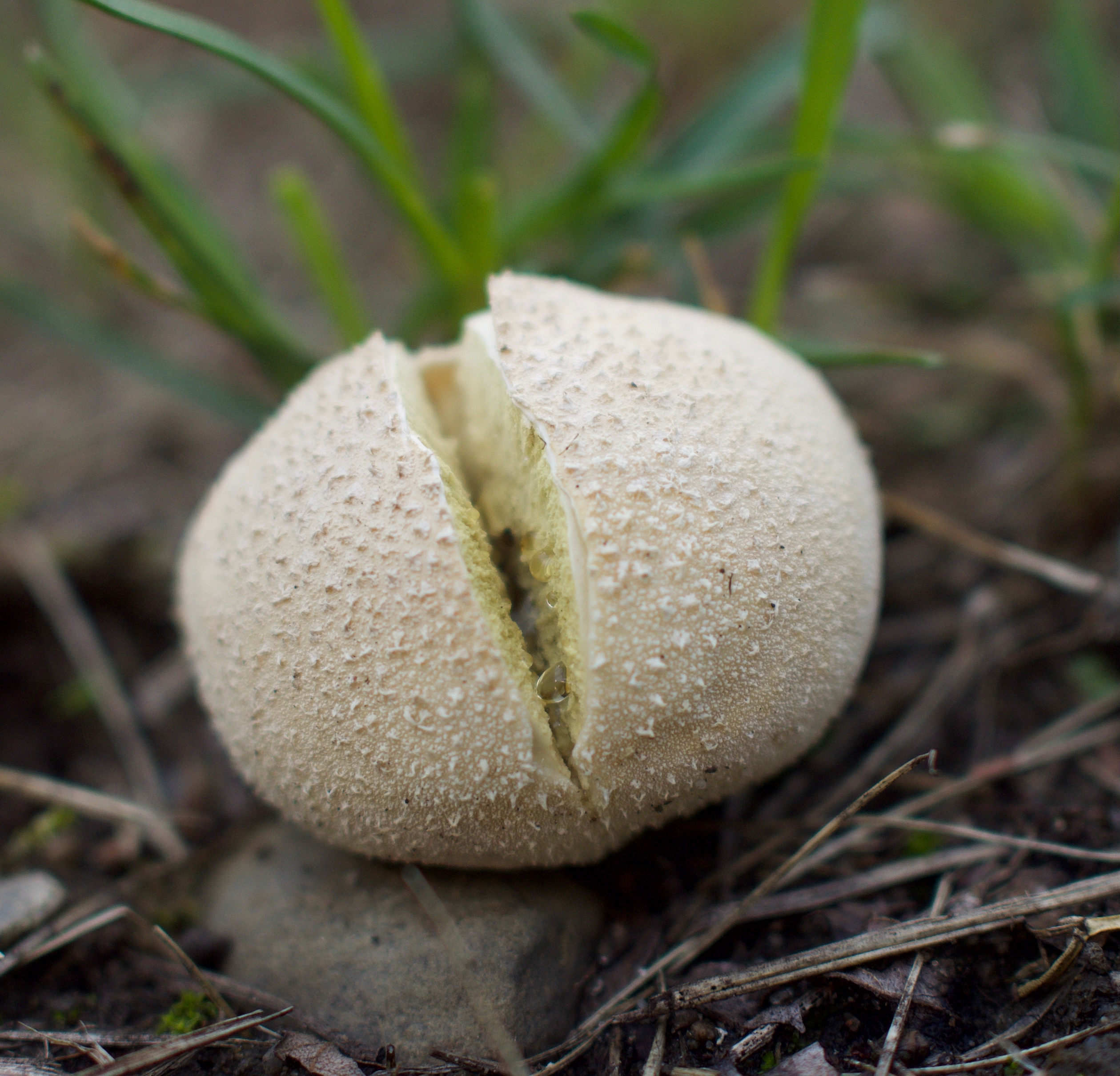 The diversity of fungi was highest in grasslands surrounded by a lot of long-standing forest and grassland, indicating dispersal limitation. Photo credit: Peter Manning (2021).