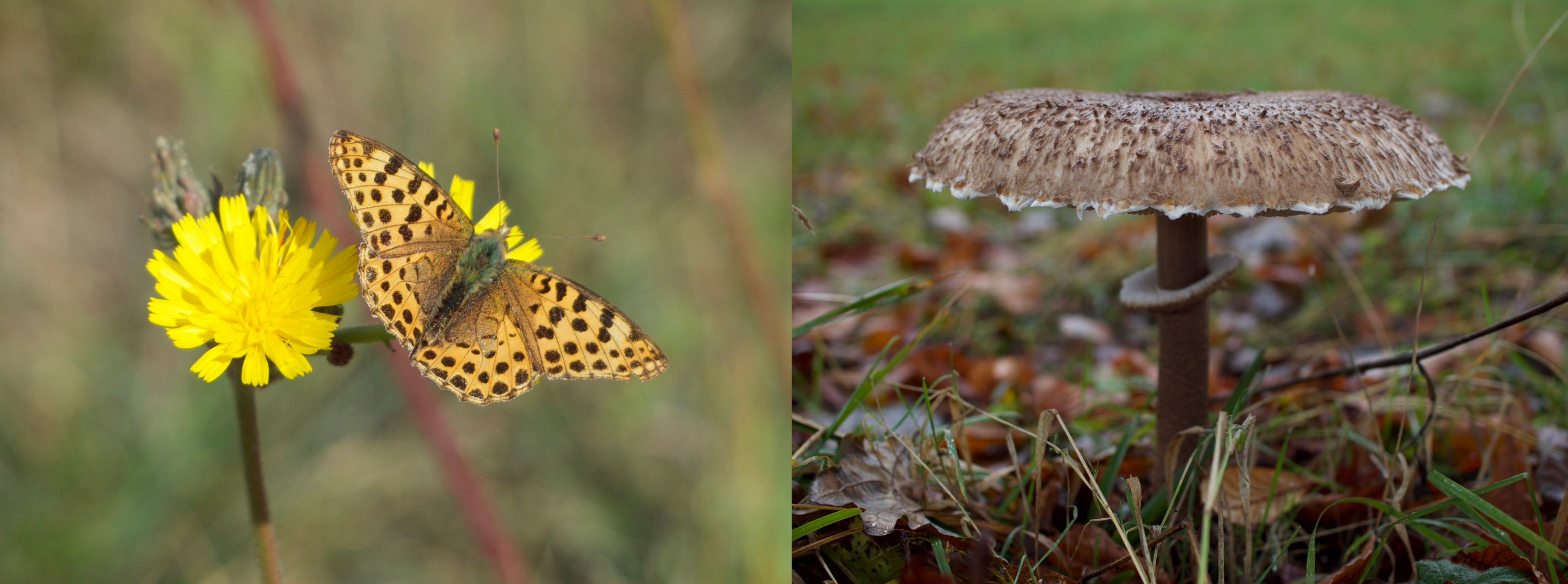 A butterfly on a yellow flower