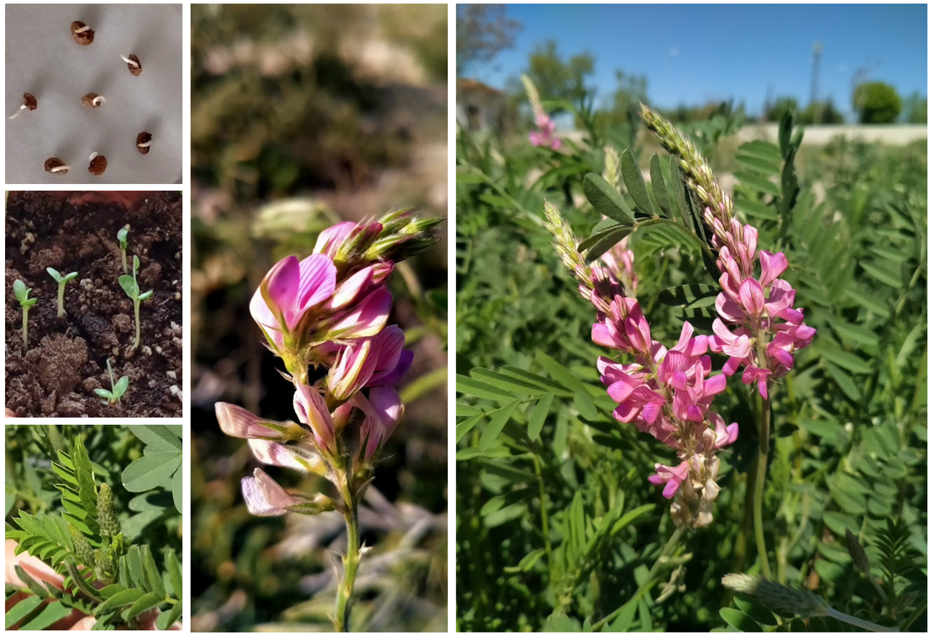 Figure 1. Various botanical parts and developmental stages of forage crop sainfoin (Onobrychis viciifolia). Photo by Tuana Aksoy, Department of Agricultural Genetic Engineering, Niğde Ömer Halisdemir University, Türkiye