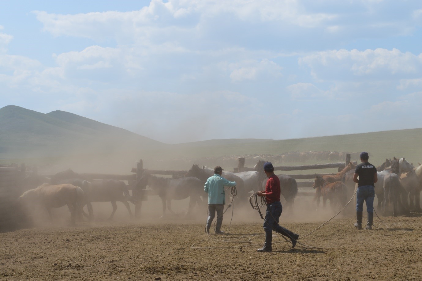 Collecting samples from the Mongolian horses