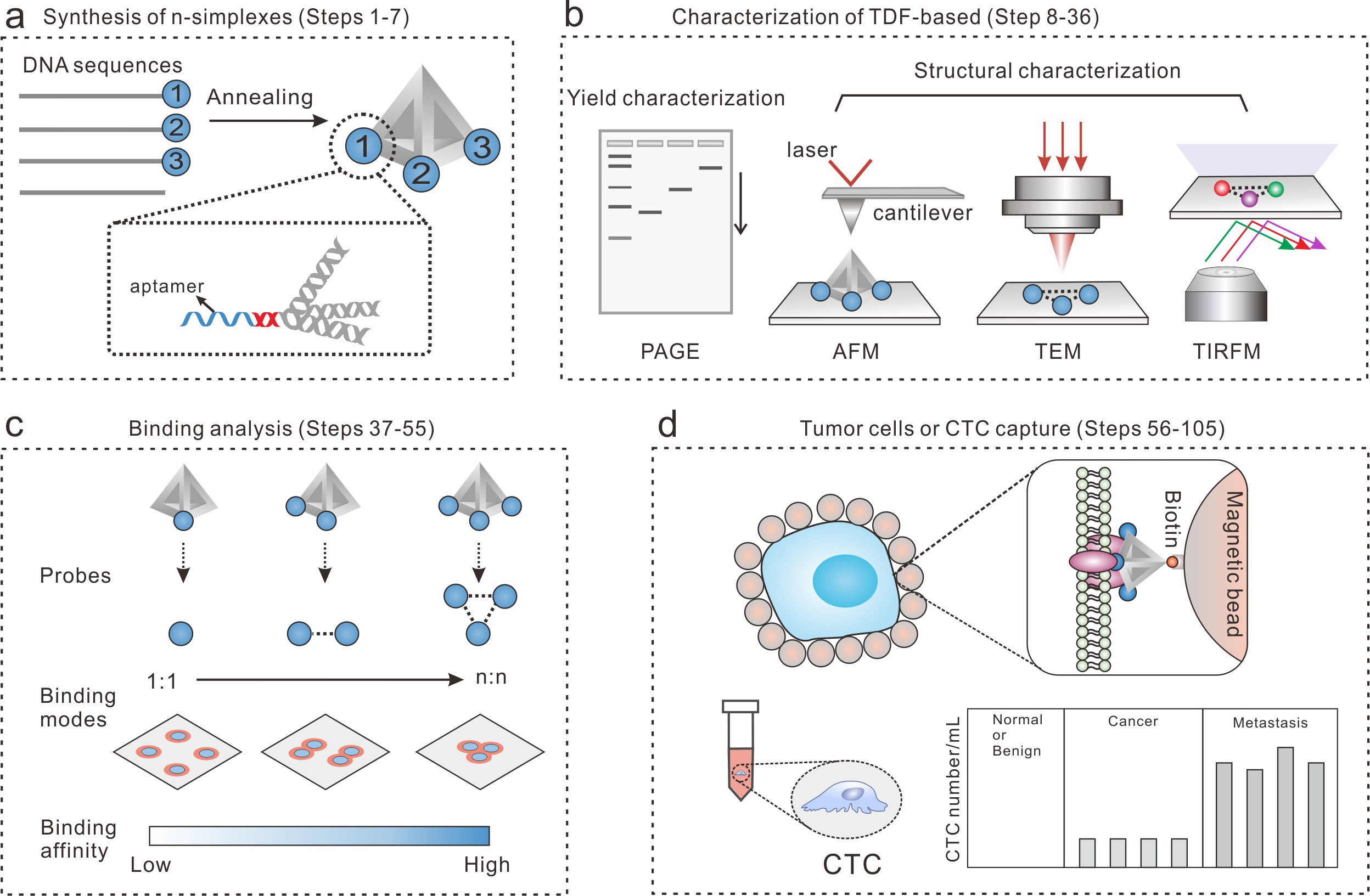 Figure 2. The workflow of the TDF-based n-simplexes for cell capture study. (a) The design and synthesis of TDF-based n-simplexes. (b) The characterization of TDF-based n-simplexes. (c) The binding analysis between TDF-based n-simplexes and receptors on cell membrane. (d) The capture of tumor cells or CTCs.