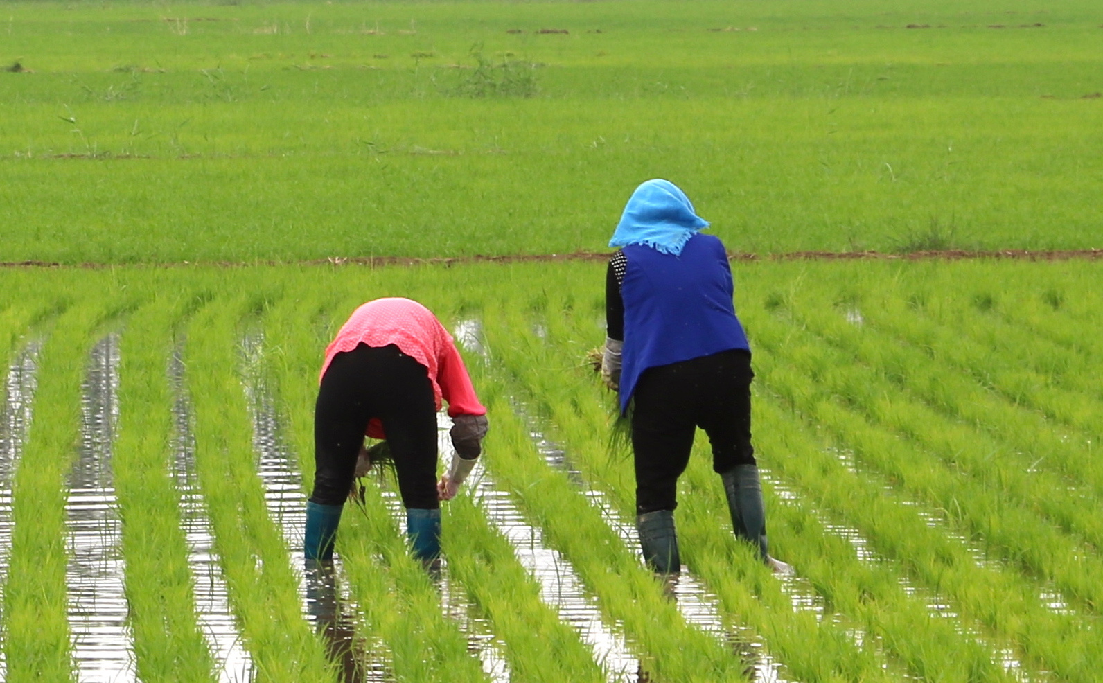 Paddy rice farmers working in a field in northwest China