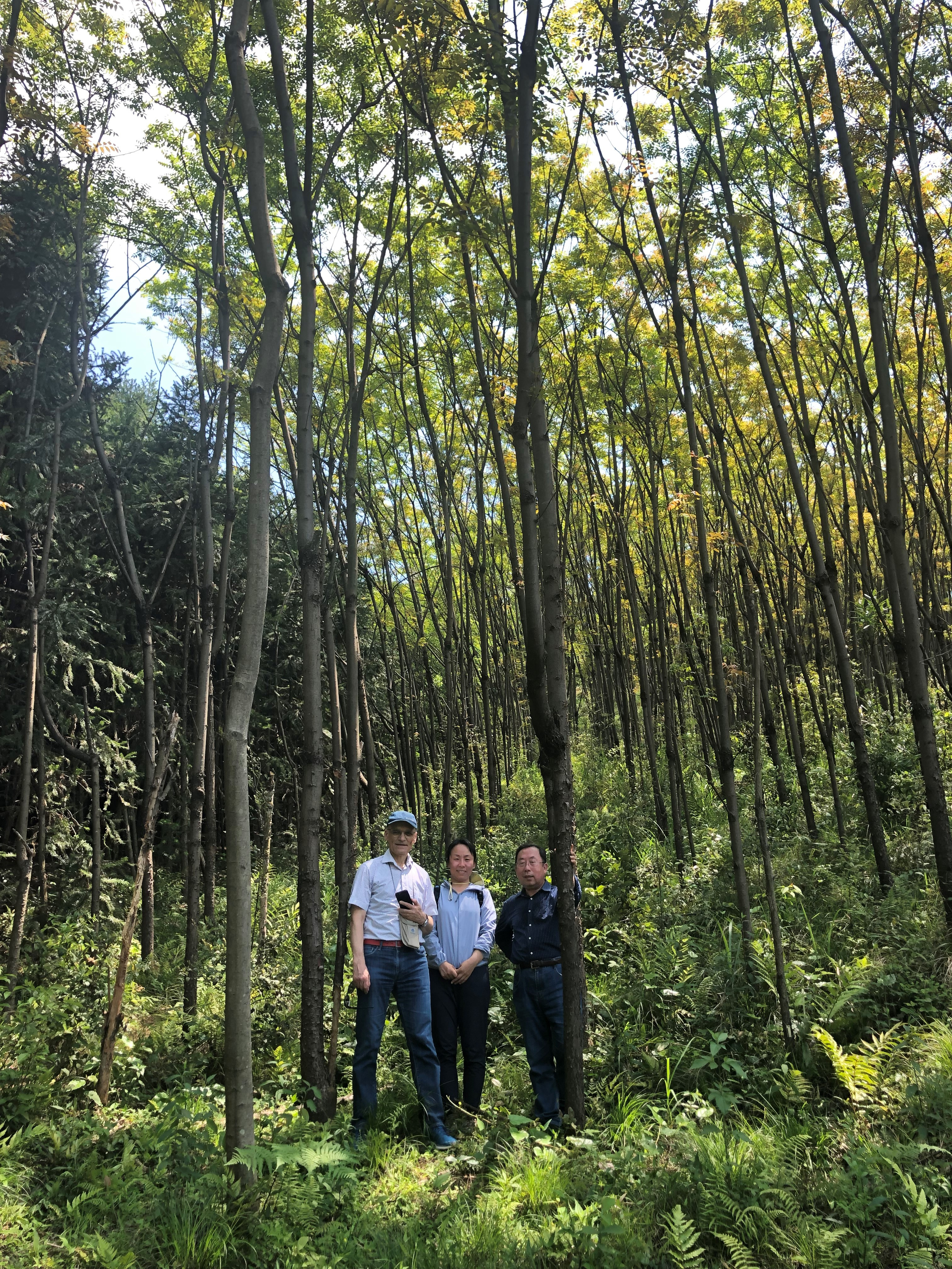 The tree height after planted for 10 years; from left to right, Berhard, Xiaojuan and Keping
