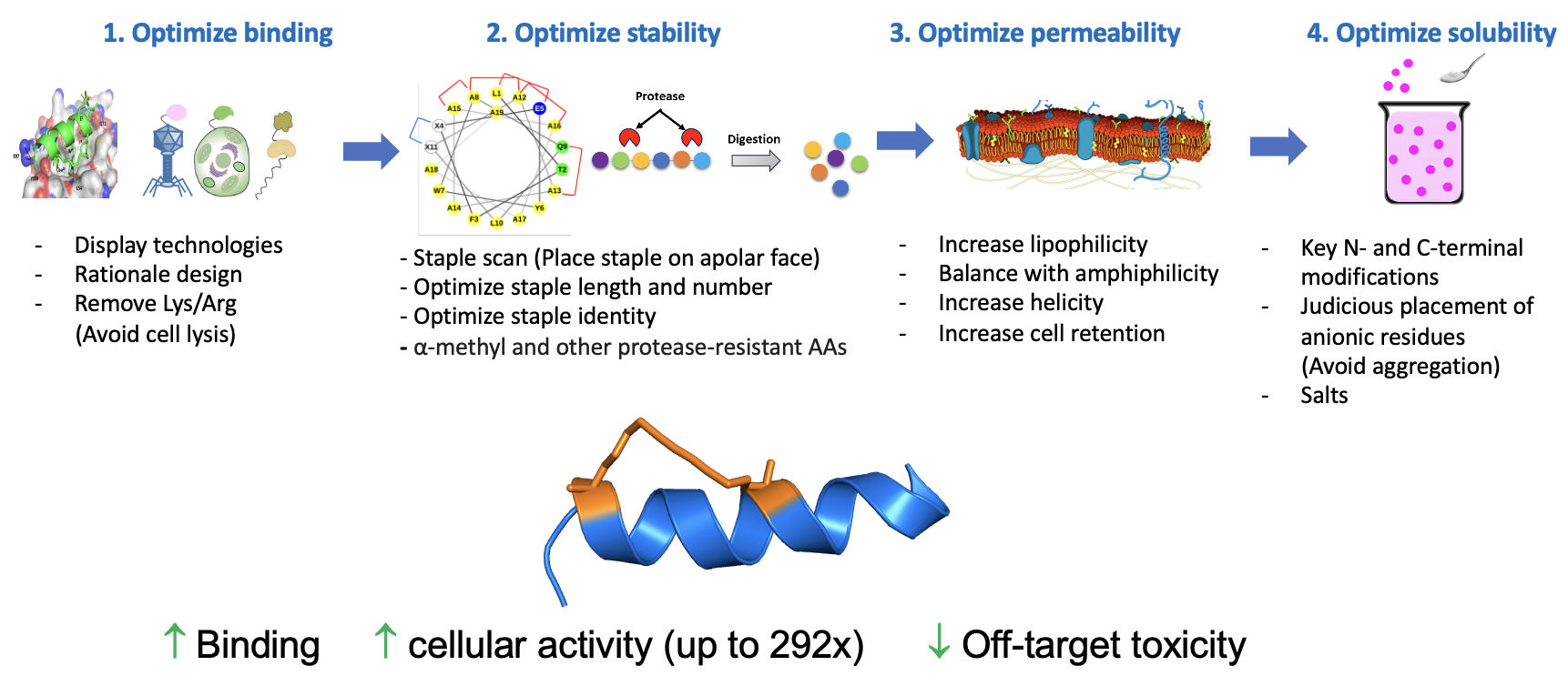 Workflow for identifying in vivo active stapled peptides with good drug properties and cell permeability Workflow for identifying in vivo active stapled peptides with good drug properties and cell permeability