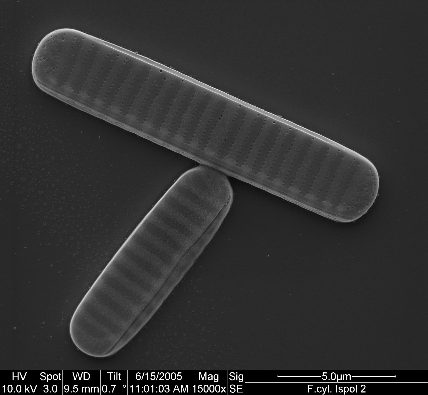 Scanning electron micrograph of F. cylindrus cells. 