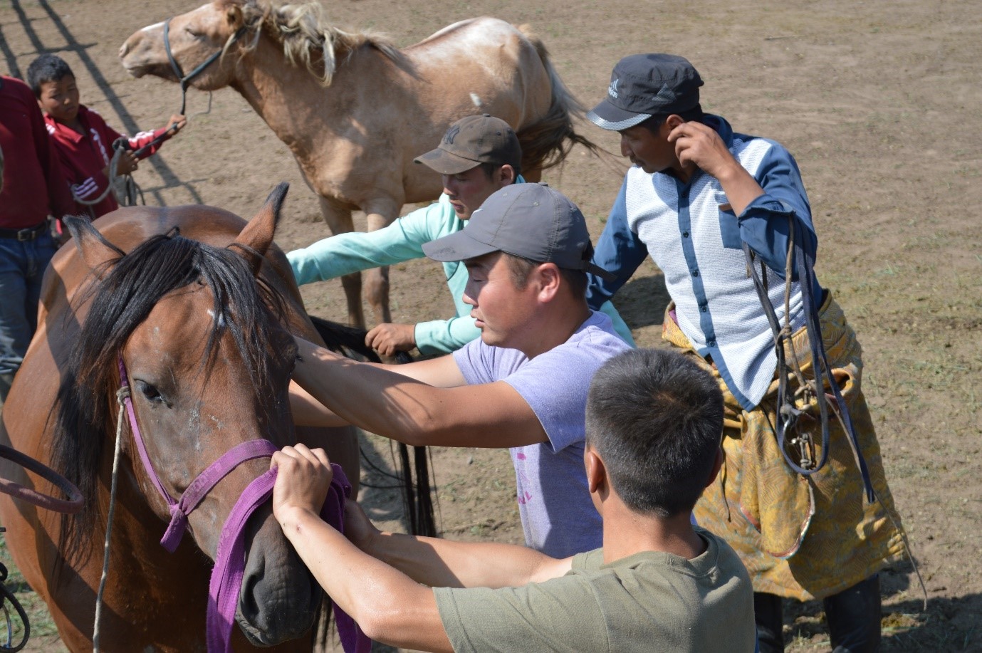 Collecting samples from the Mongolian horses