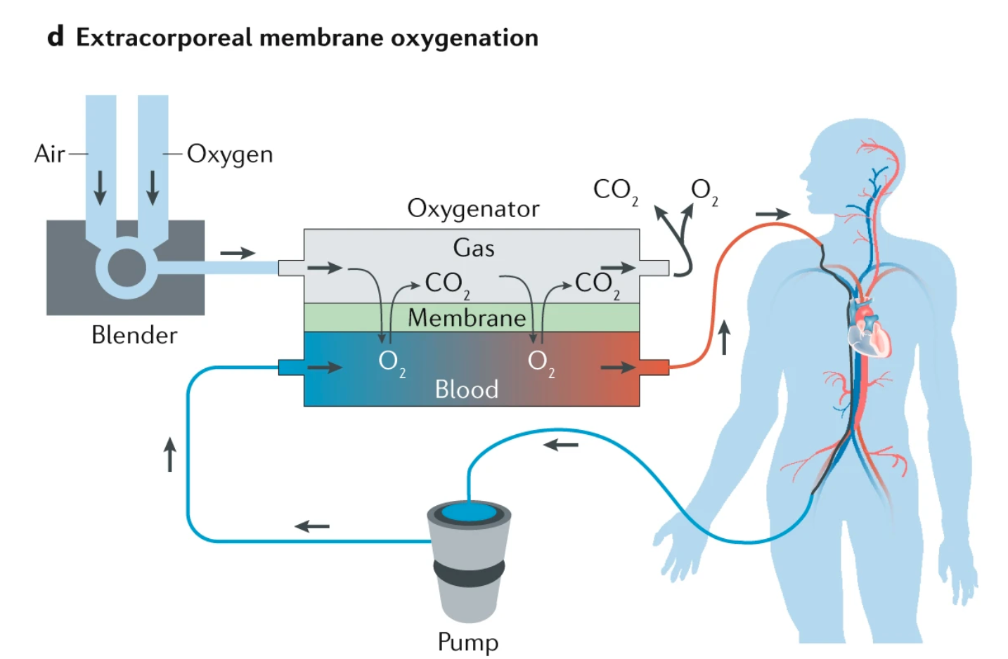 Fig. 4: Materials science in the treatment and vaccination of viral diseases.