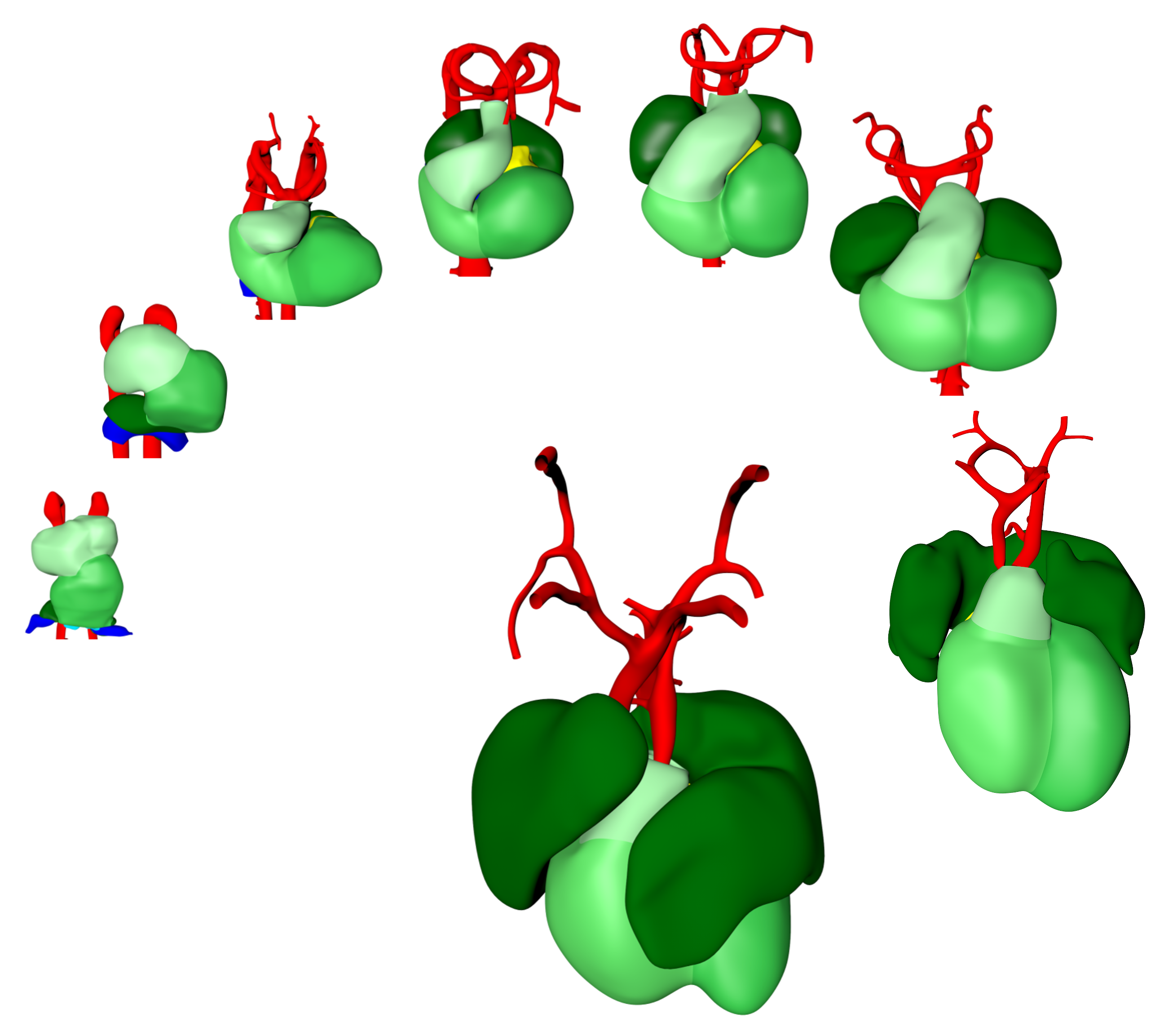 Three-dimensional Heart Development 