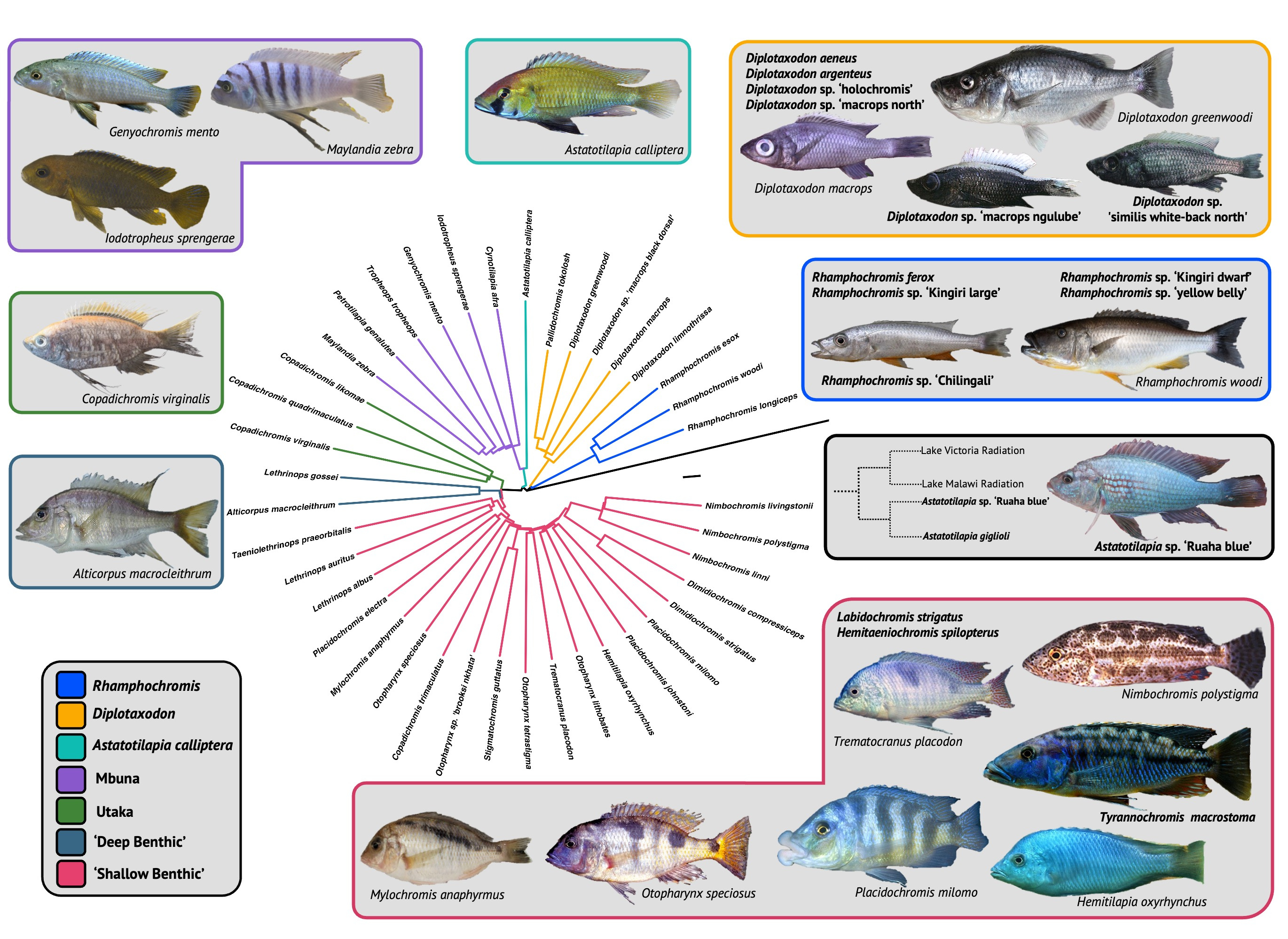 A phylogeny from Malinsky et al., 2018 pruned to include the species present within the µCT-scan dataset. The phylogeny is coloured according to the ecomorphological group the species belong to and includes images of represented species. 
