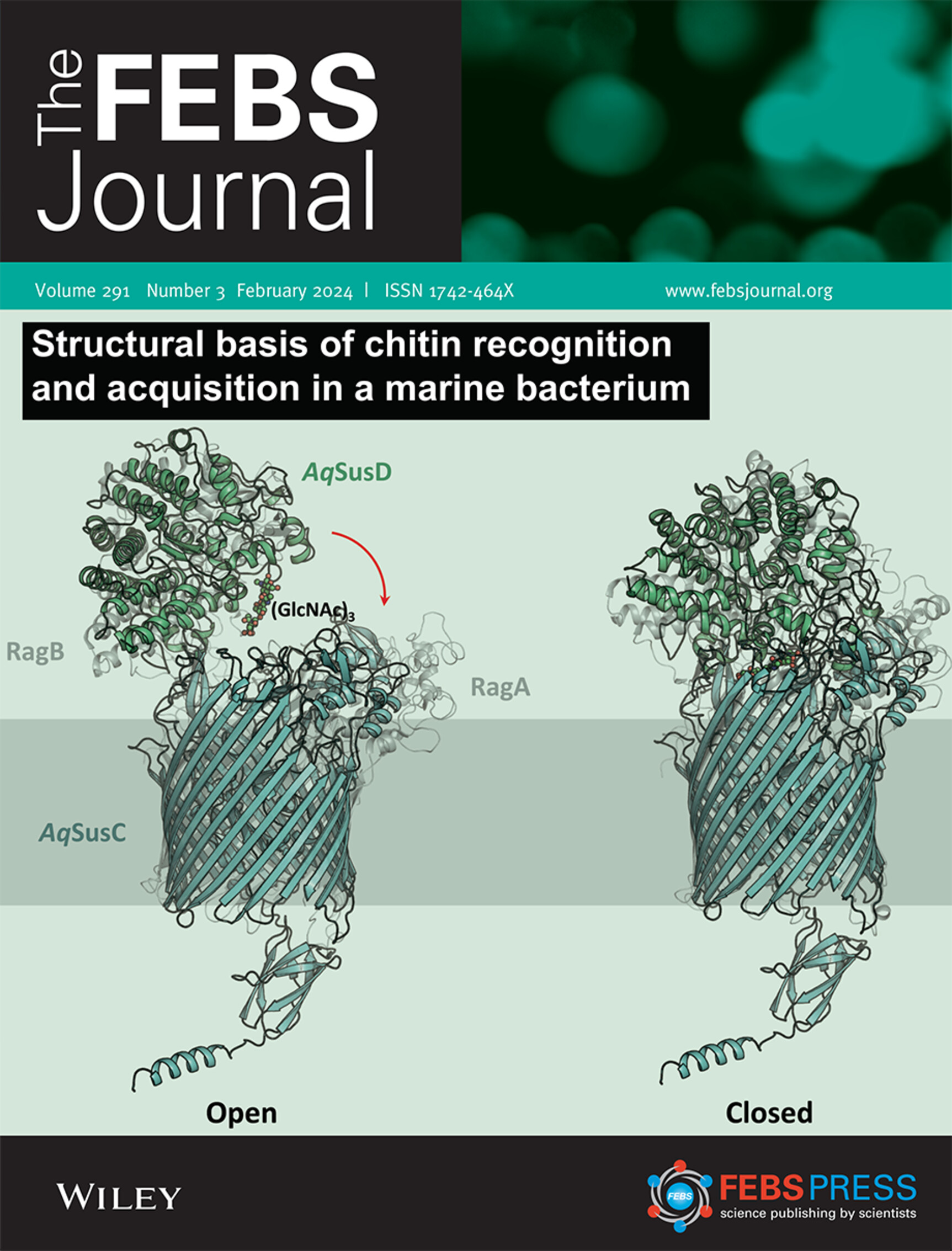 Issue 291-3 (2024) Cover: tructures of sugar transport proteins unveil molecular mechanism of chitin selfish acquisition by marine Bacteroidetes. Image provided by Jian Yang and colleagues, authors of the Original Article included in this issue, pages 584–595. Two protein structures side by side showing the open and closed conformation of a sugar transporter in a marine bacterium. Above the schematic, the title 'The FEBS Journal' and the caption 'Structural basis of chitin recognition in a marine bacterium' appear in white font on a black background.