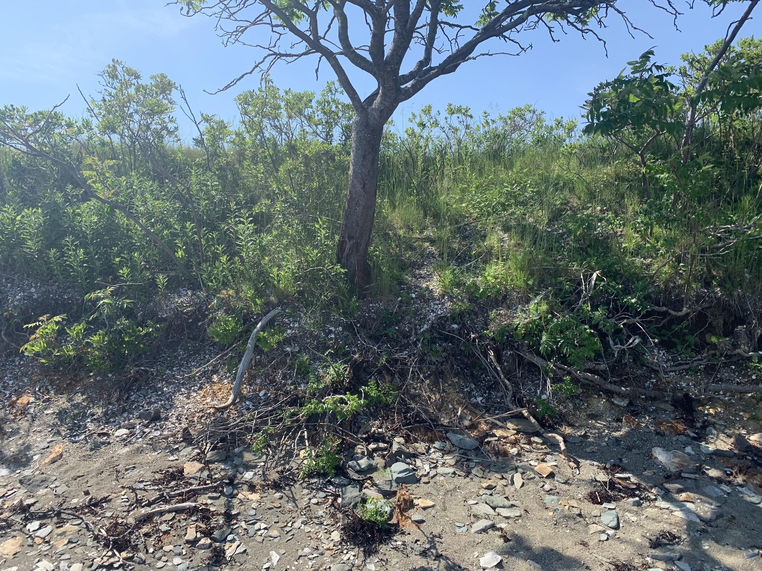 Shell and bone fragments eroding from the exposed bank at the Turner Farm site, North Haven island. This midden has since become the site of a wedding venue. Photo by A. Mychajliw.