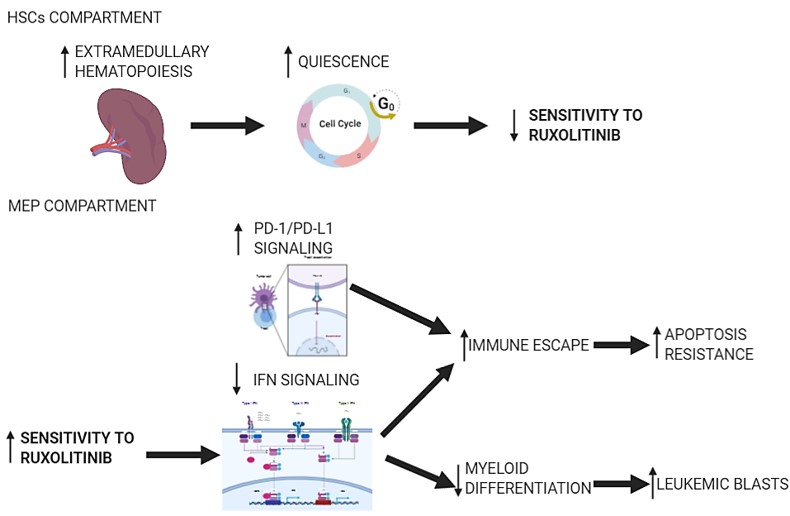 According to single cell RNA-sequencing analysis, different cell clusters exhibited the alteration of specific molecular processes involved in disease progression and leukemic transformation.