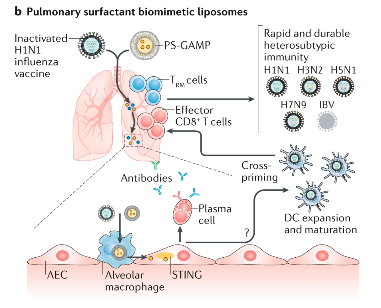 Fig. 4: Materials science in the treatment and vaccination of viral diseases. b | Nasal delivery of inactivated H1N1 influenza virus and pulmonary surfactant guanosine monophosphate–adenosine monophosphate (PS-GAMP; an activator of stimulator of interferon genes (STING)) leads to the stimulation of dendritic cell (DC) maturation, antibody generation and, subsequently, to a CD8+ T cell and tissue-resident memory T (TRM) cell response, generating broad protection against seasonal influenza B virus (IBV), H3N2, H5N1 and H7N9 influenza viruses. 